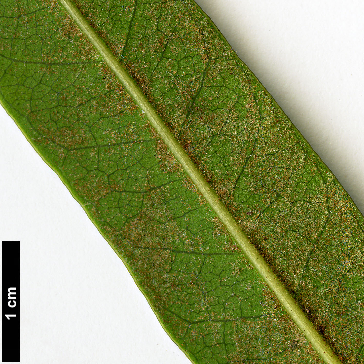 High resolution image: Family: Araliaceae - Genus: Oreopanax - Taxon: epremesnilianus