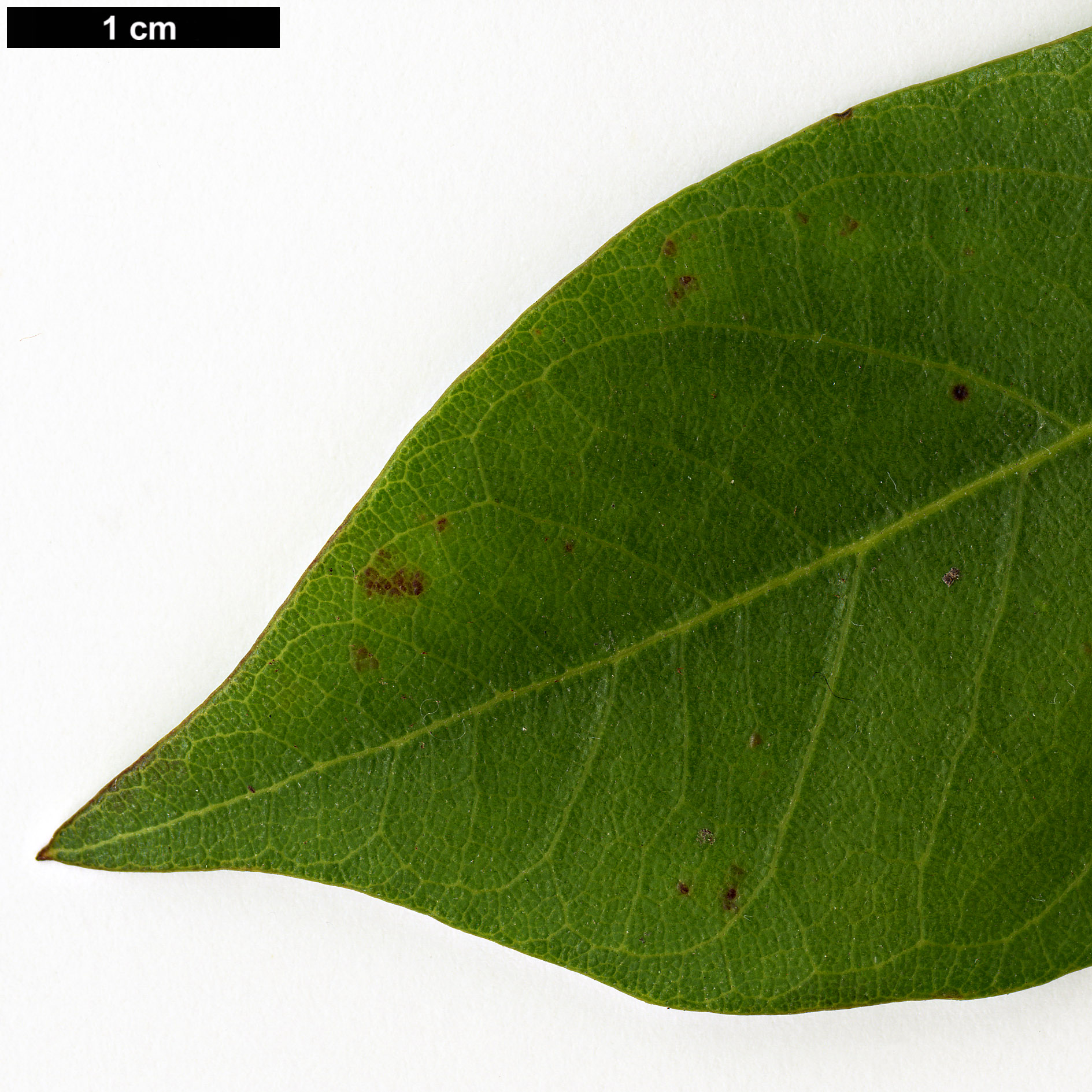 High resolution image: Family: Araliaceae - Genus: Oreopanax - Taxon: peltatus