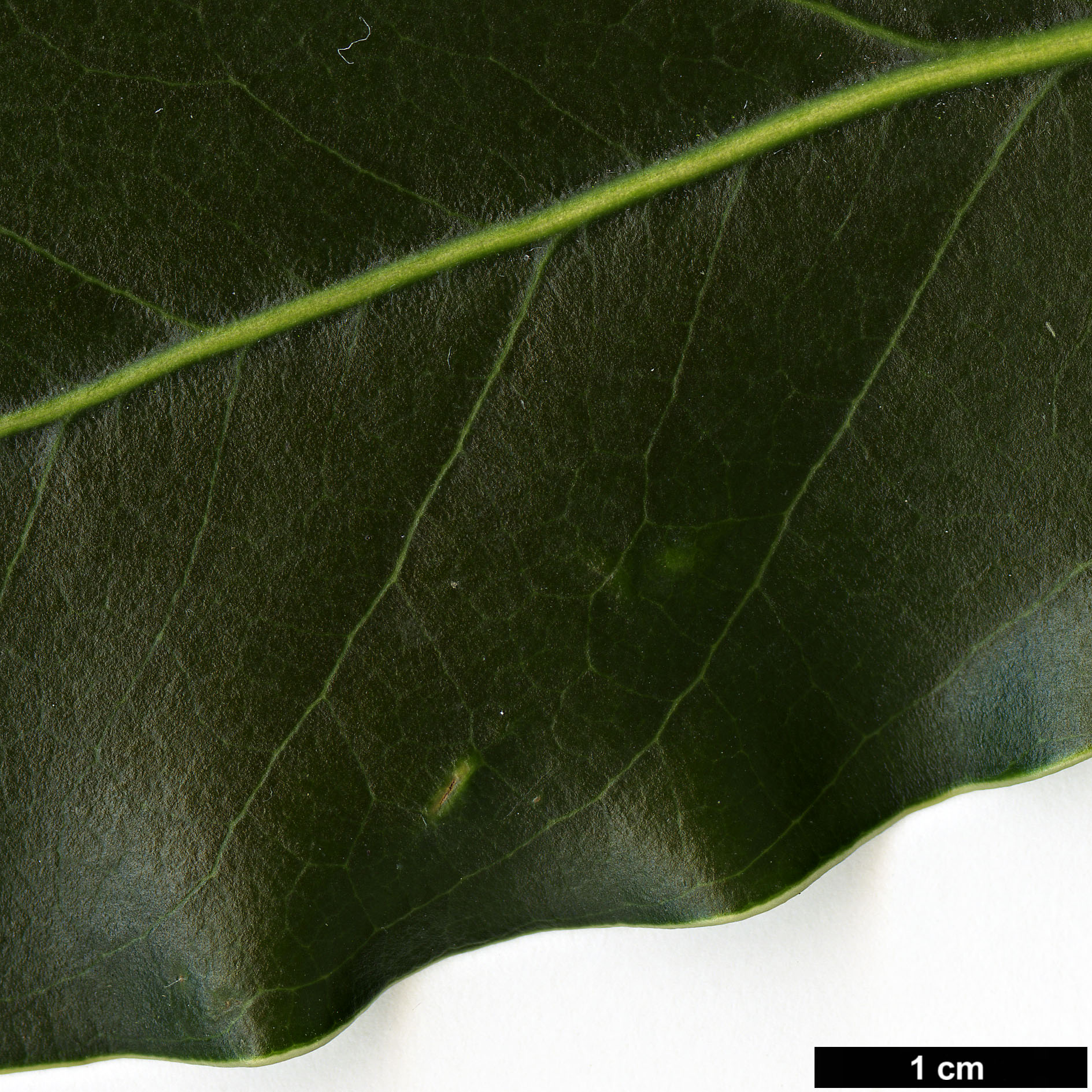 High resolution image: Family: Araliaceae - Genus: Oreopanax - Taxon: sanderianus