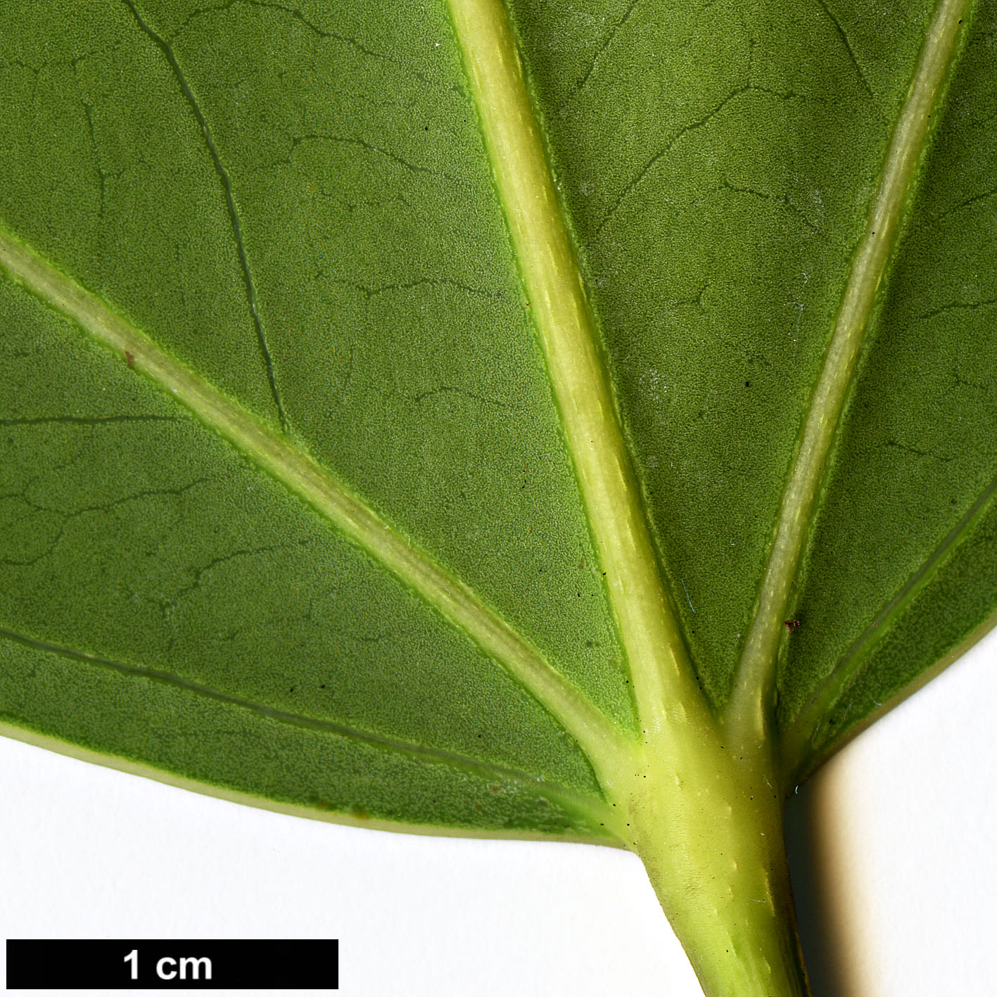 High resolution image: Family: Araliaceae - Genus: Oreopanax - Taxon: sanderianus