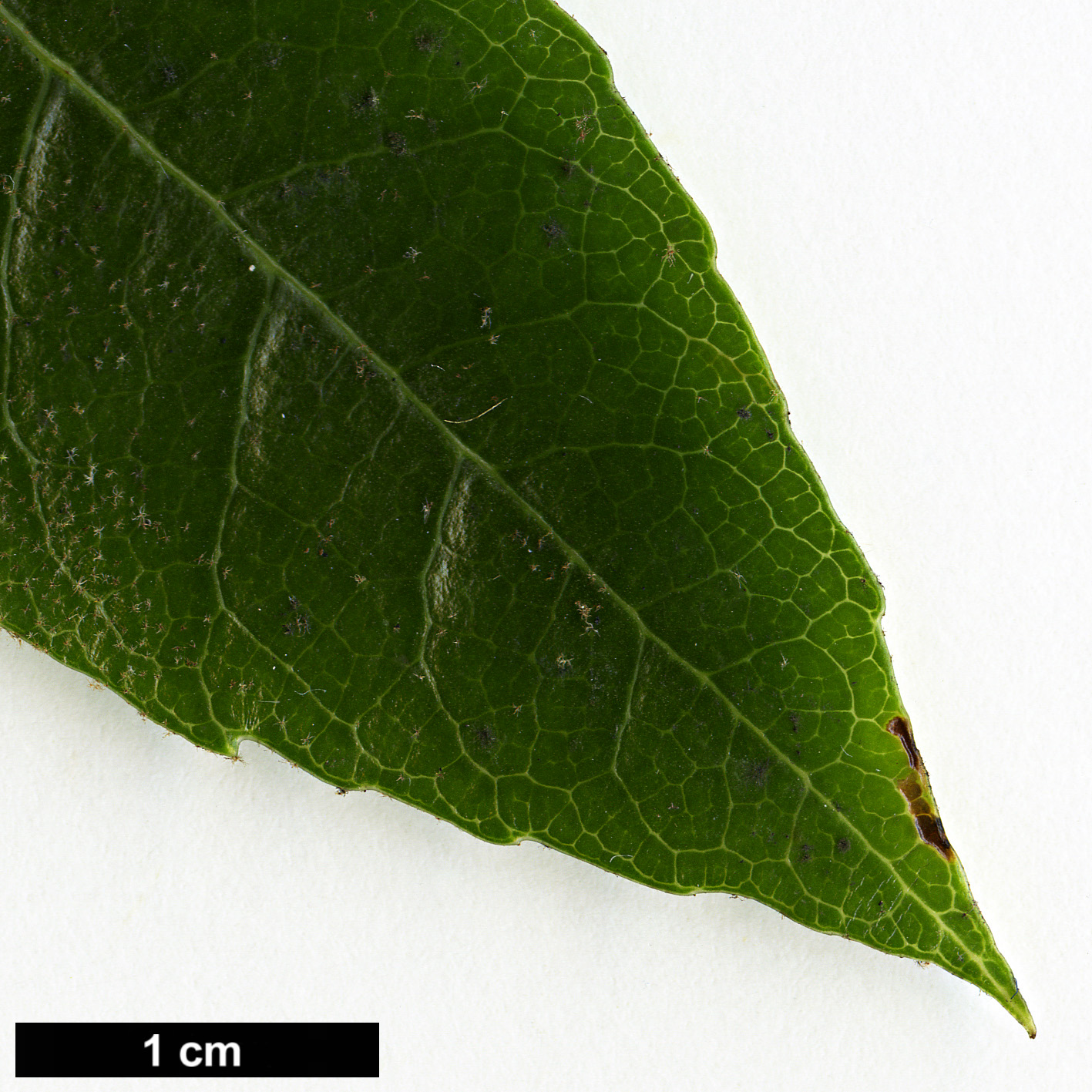 High resolution image: Family: Araliaceae - Genus: Oreopanax - Taxon: xalapensis