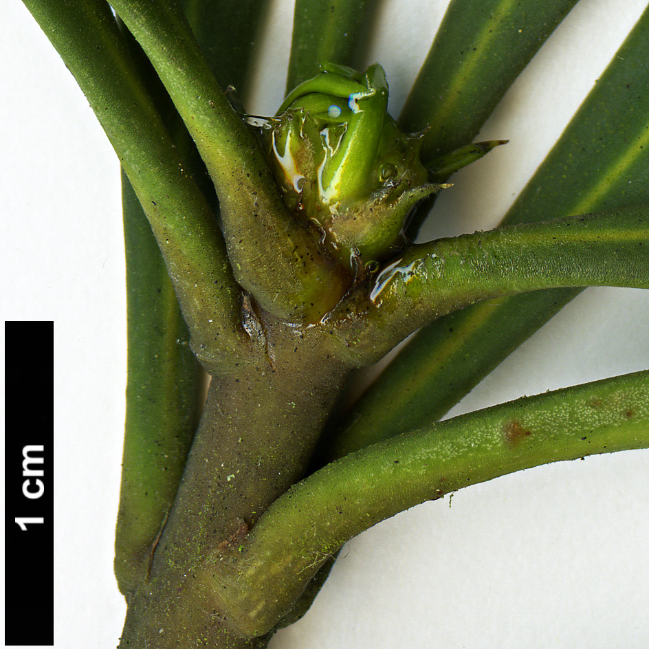 High resolution image: Family: Araliaceae - Genus: Pseudopanax - Taxon: ferox
