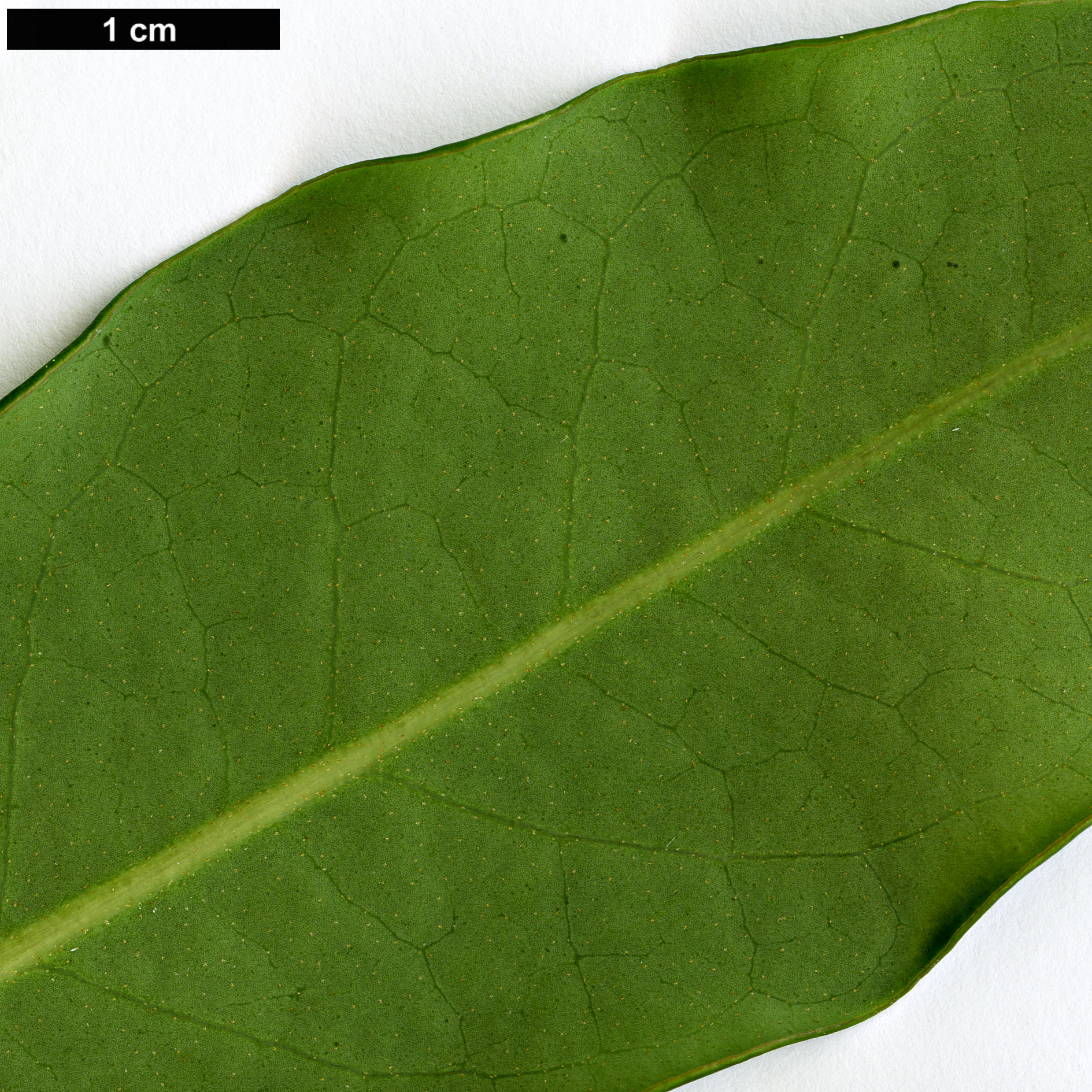 High resolution image: Family: Araliaceae - Genus: Schefflera - Taxon: alpina