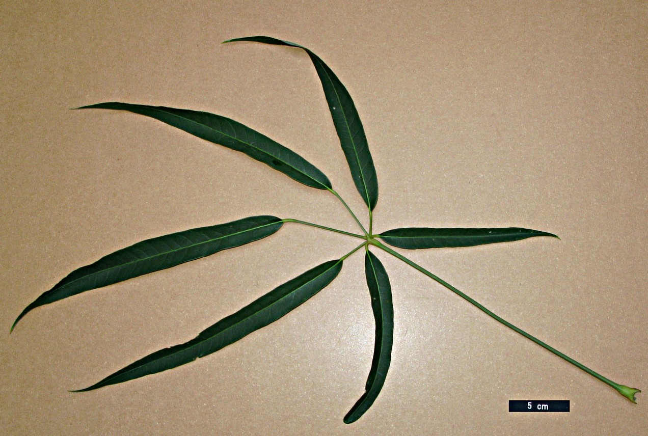 High resolution image: Family: Araliaceae - Genus: Schefflera - Taxon: bodinieri
