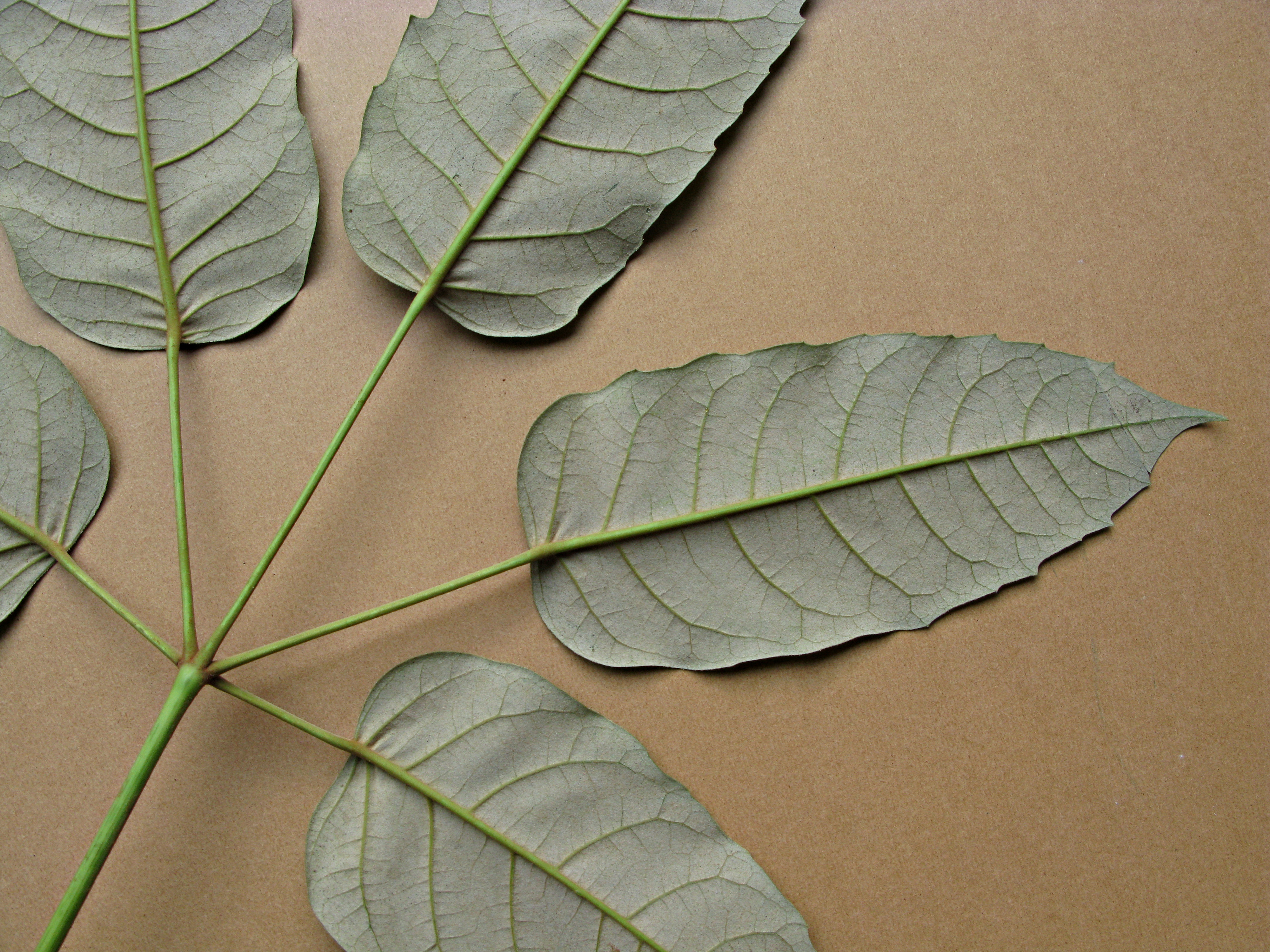 High resolution image: Family: Araliaceae - Genus: Schefflera - Taxon: delavayi