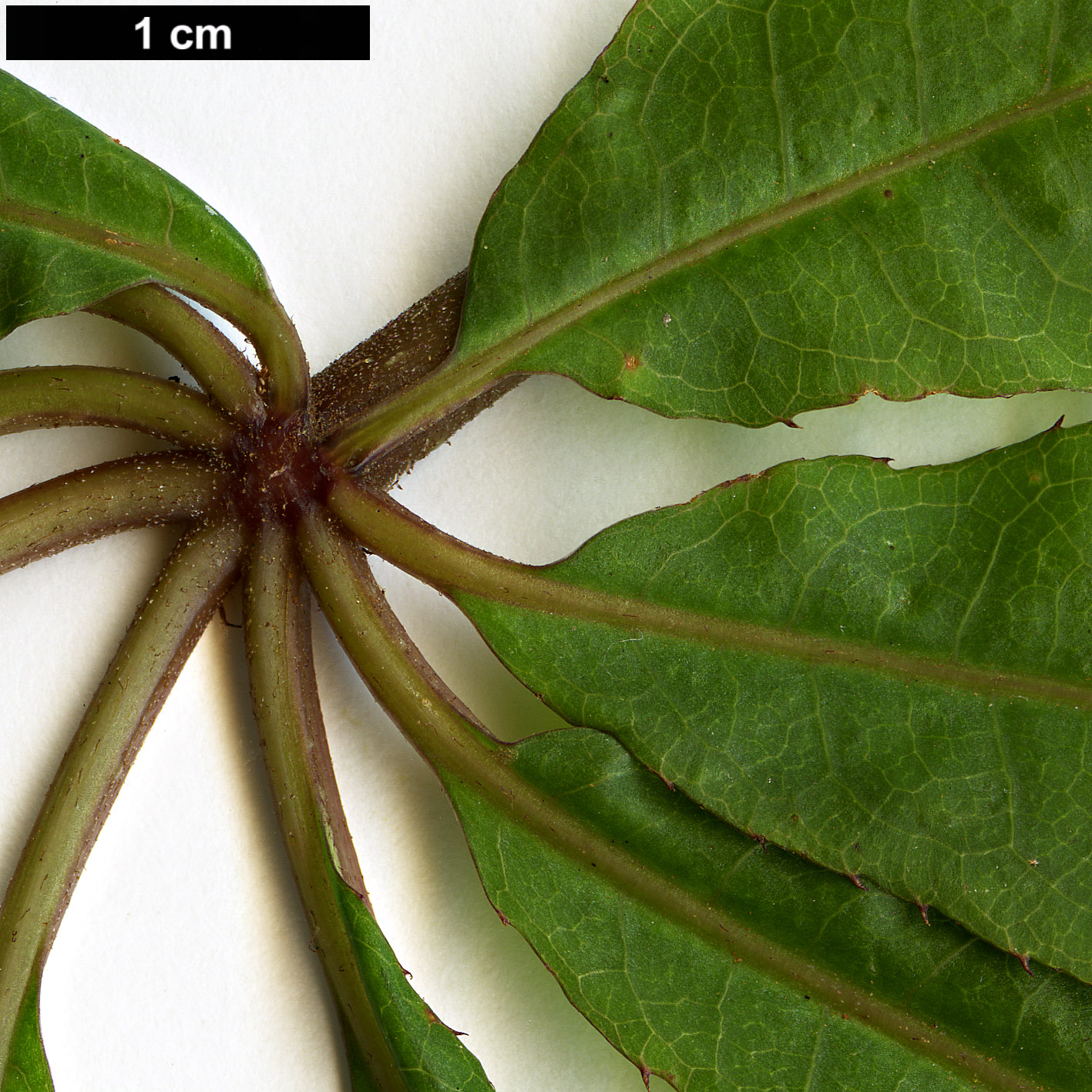 High resolution image: Family: Araliaceae - Genus: Schefflera - Taxon: digitata