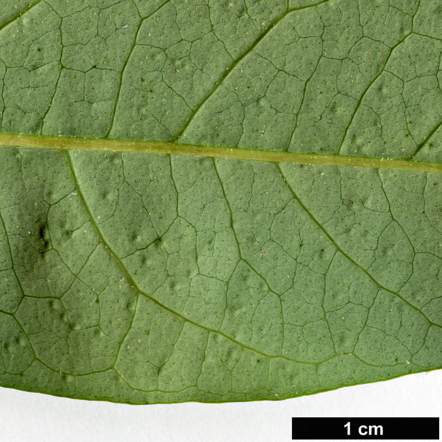 High resolution image: Family: Araliaceae - Genus: Schefflera - Taxon: enneaphylla