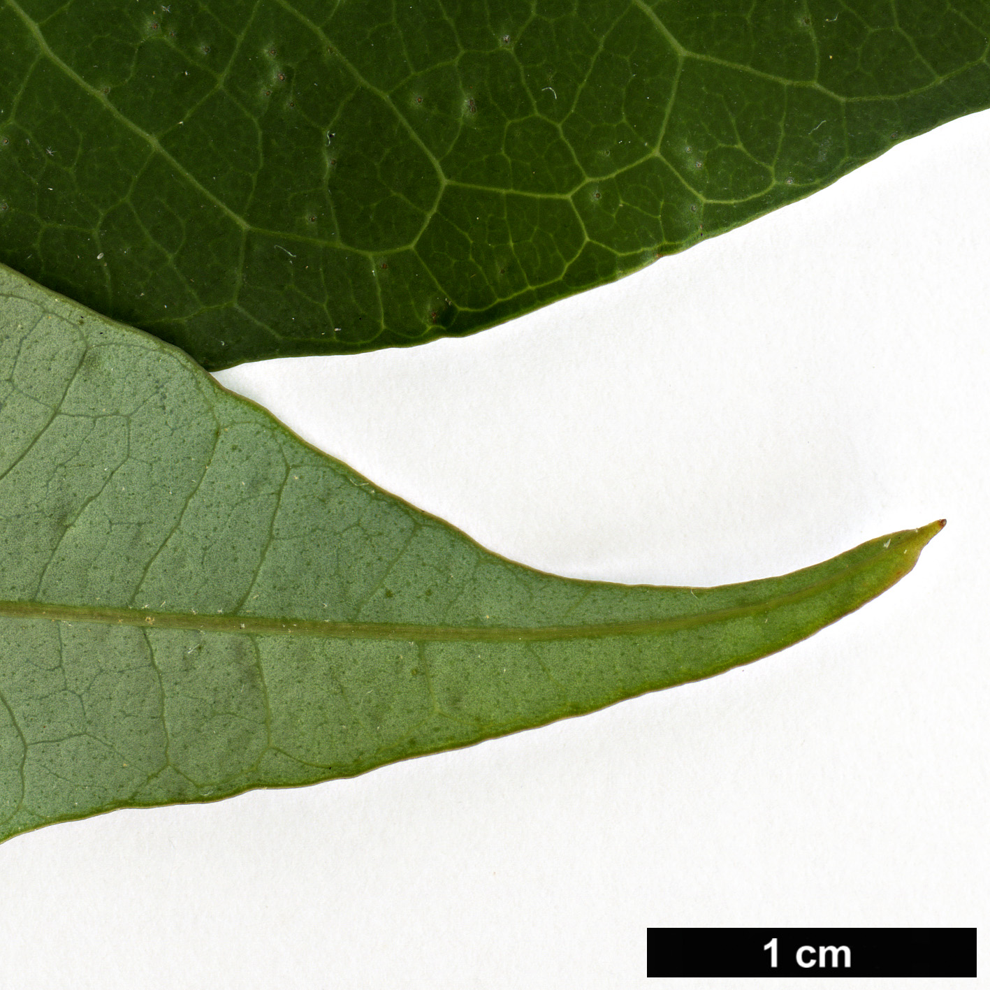High resolution image: Family: Araliaceae - Genus: Schefflera - Taxon: enneaphylla