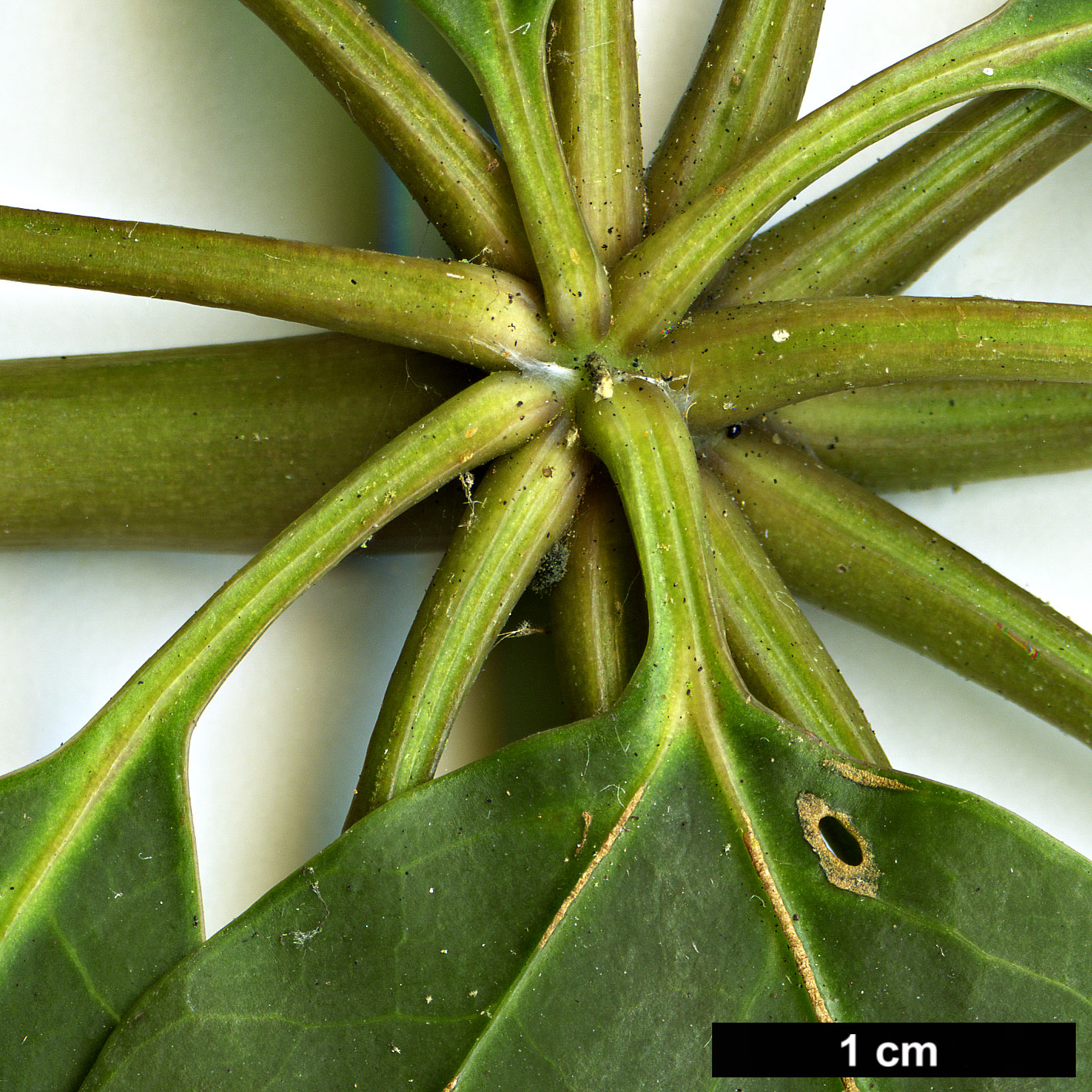 High resolution image: Family: Araliaceae - Genus: Schefflera - Taxon: fantsipanensis