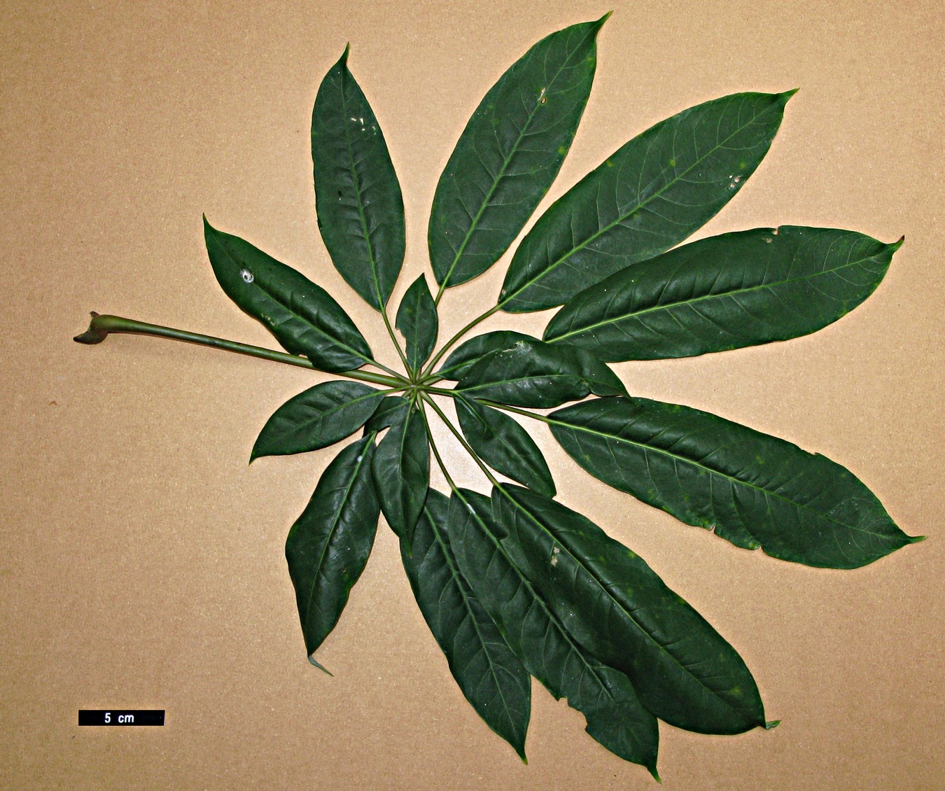 High resolution image: Family: Araliaceae - Genus: Schefflera - Taxon: fantsipanensis