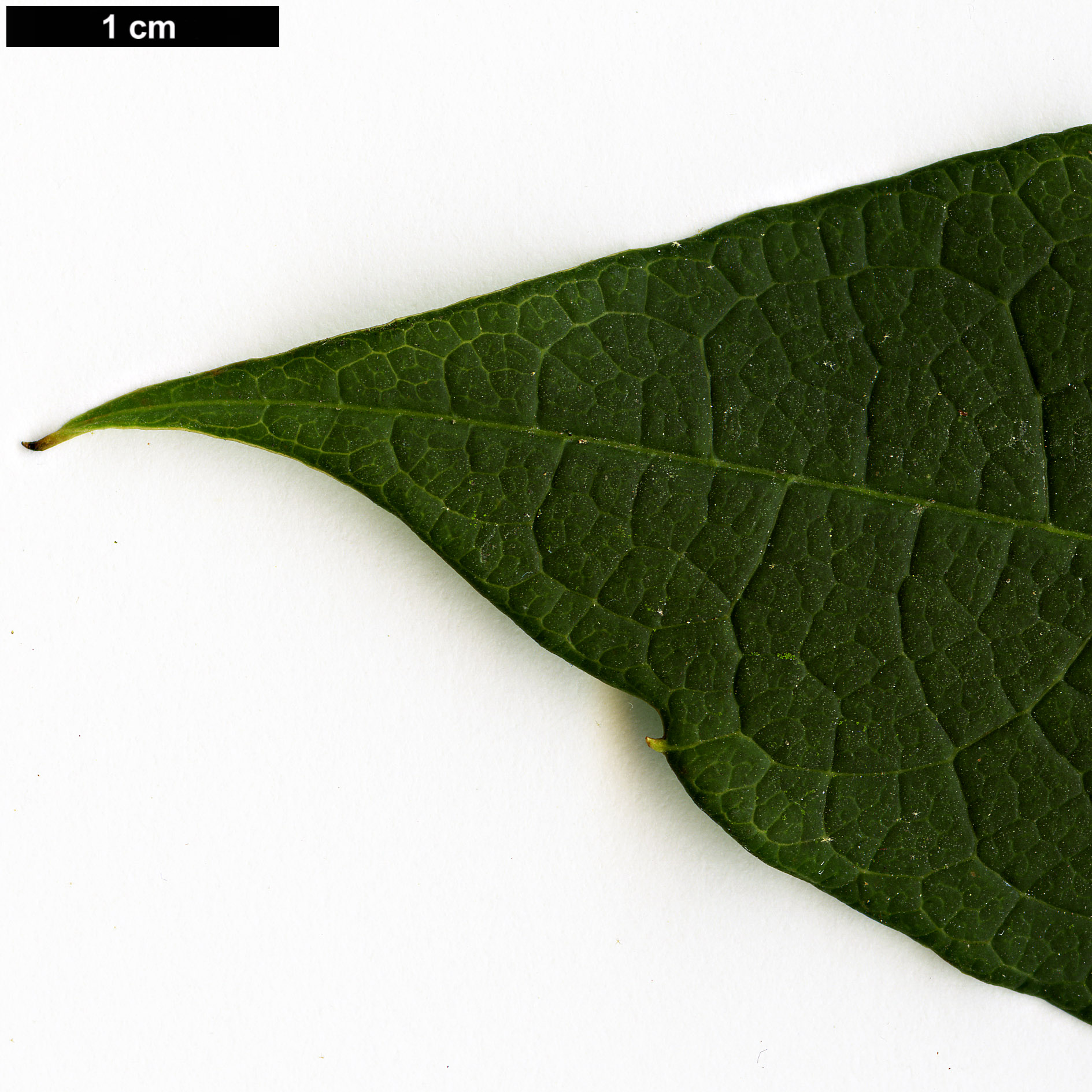 High resolution image: Family: Araliaceae - Genus: Schefflera - Taxon: rhododendrifolia