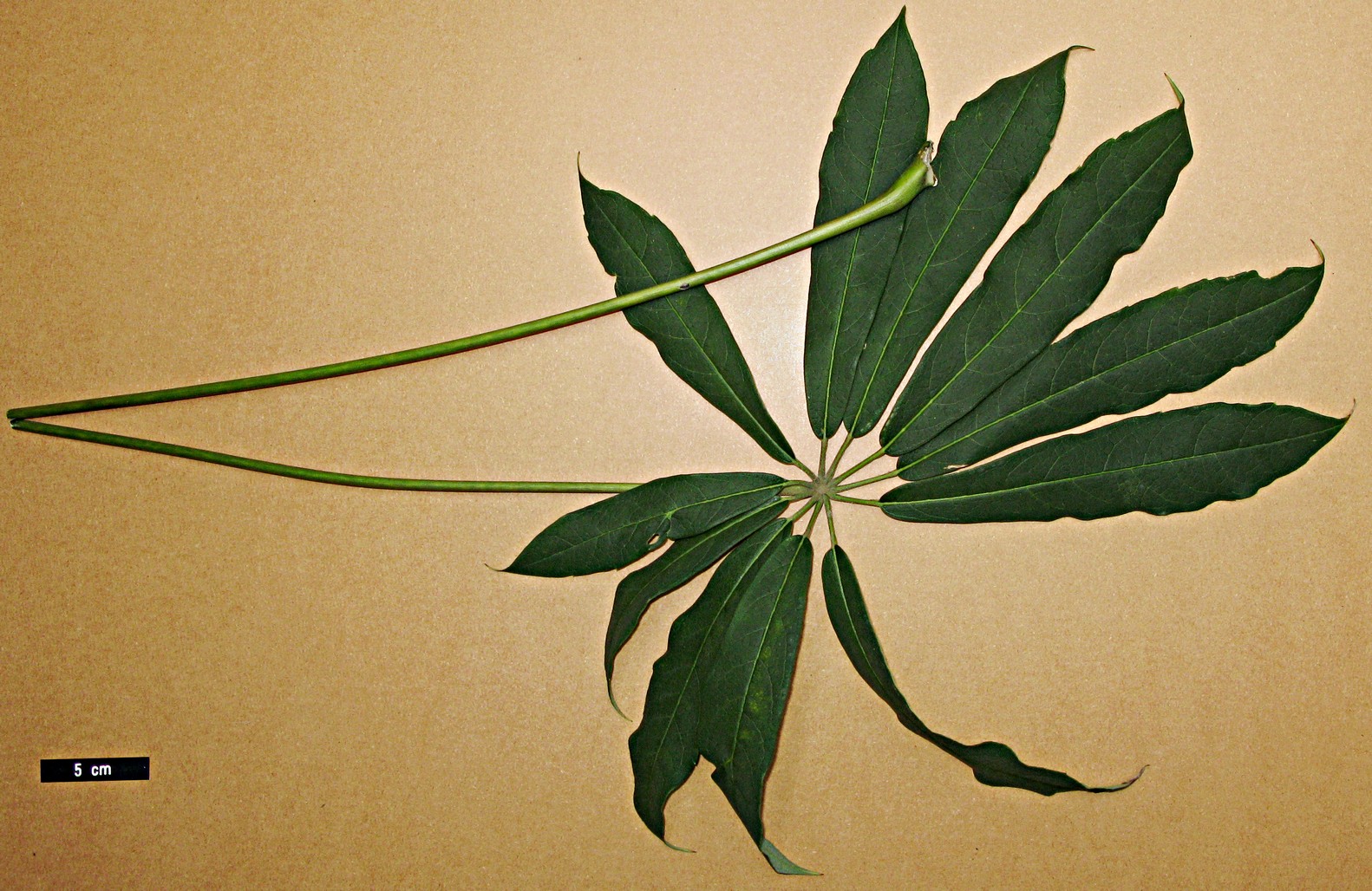 High resolution image: Family: Araliaceae - Genus: Schefflera - Taxon: rhododendrifolia