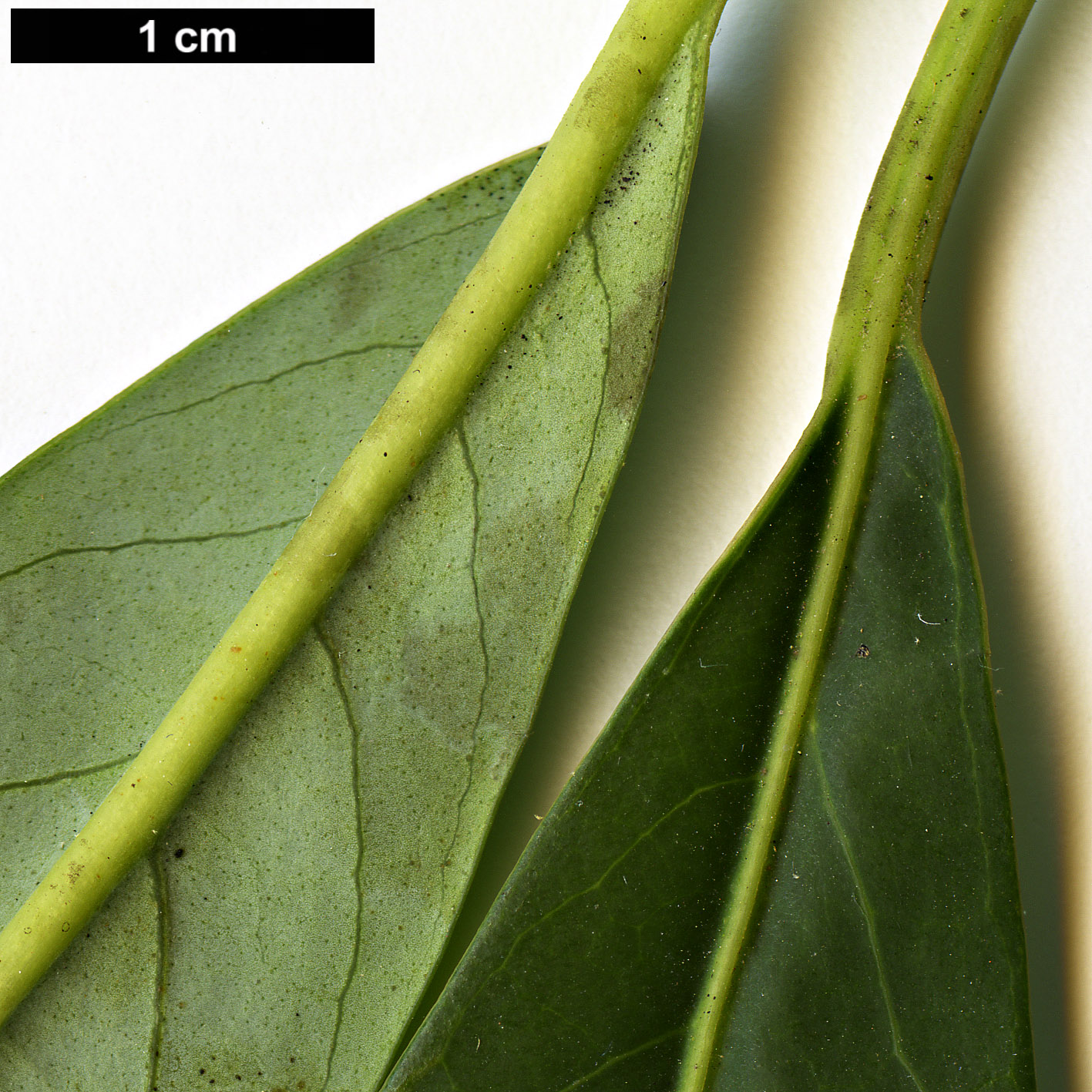 High resolution image: Family: Araliaceae - Genus: Schefflera - Taxon: taiwaniana