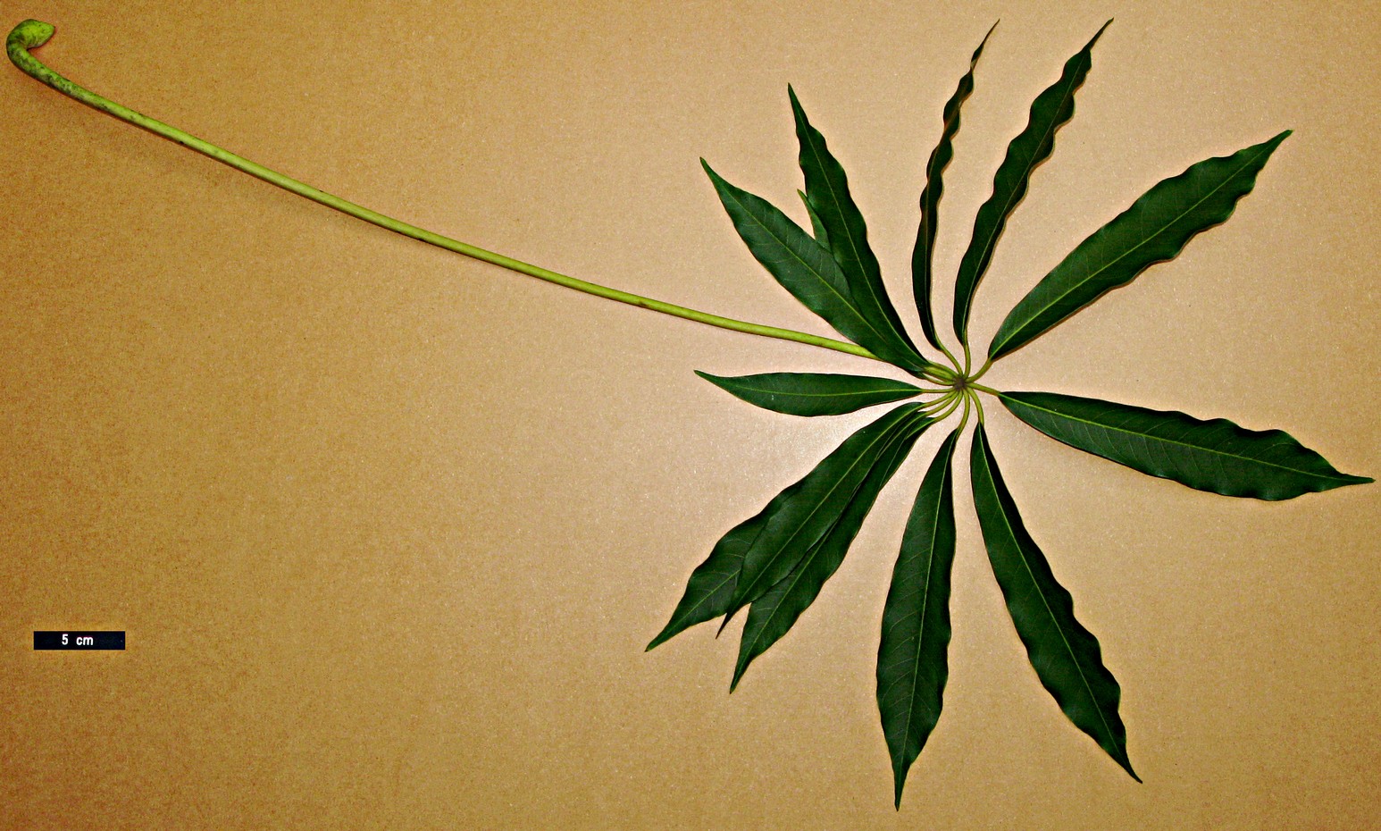 High resolution image: Family: Araliaceae - Genus: Schefflera - Taxon: taiwaniana