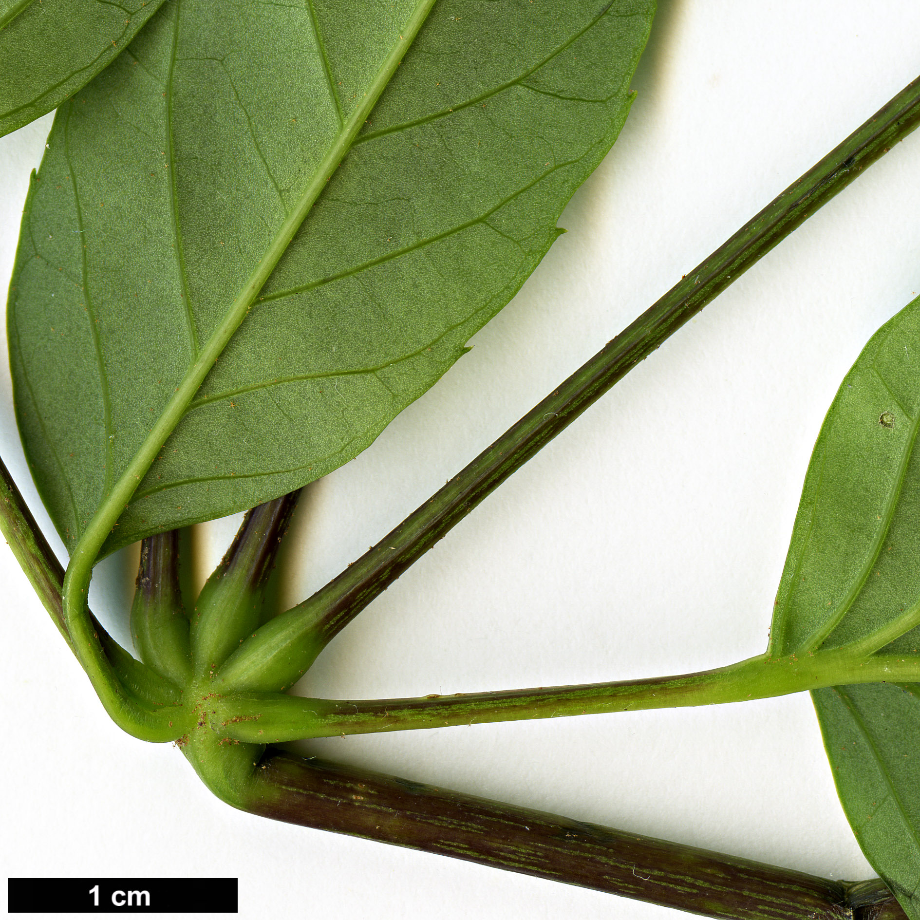 High resolution image: Family: Araliaceae - Genus: Schefflera - Taxon: trevesioides
