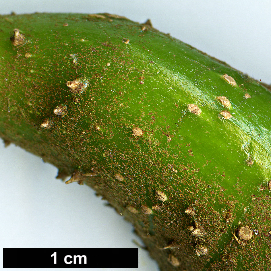 High resolution image: Family: Araliaceae - Genus: Trevesia - Taxon: palmata