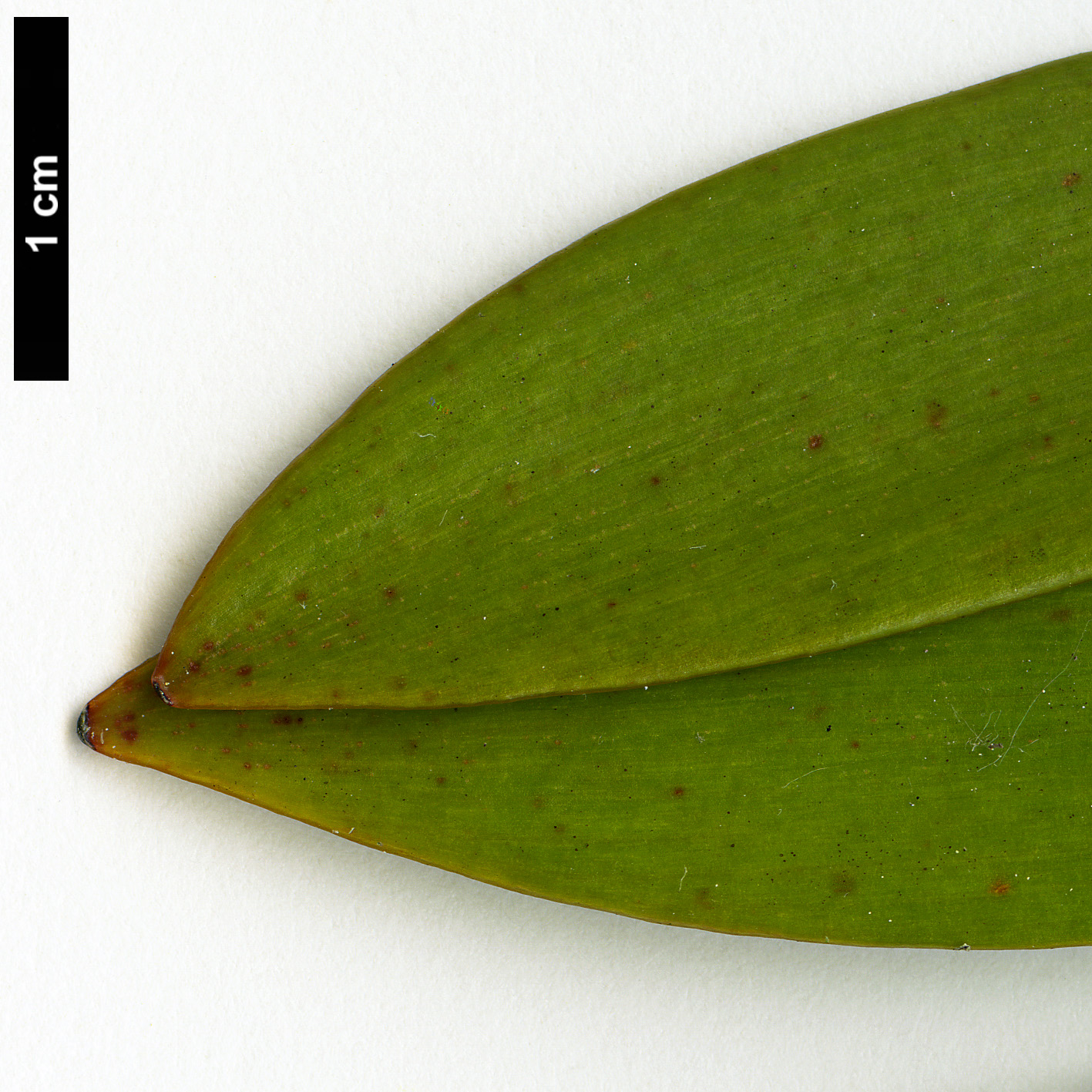 High resolution image: Family: Araucariaceae - Genus: Agathis - Taxon: australis