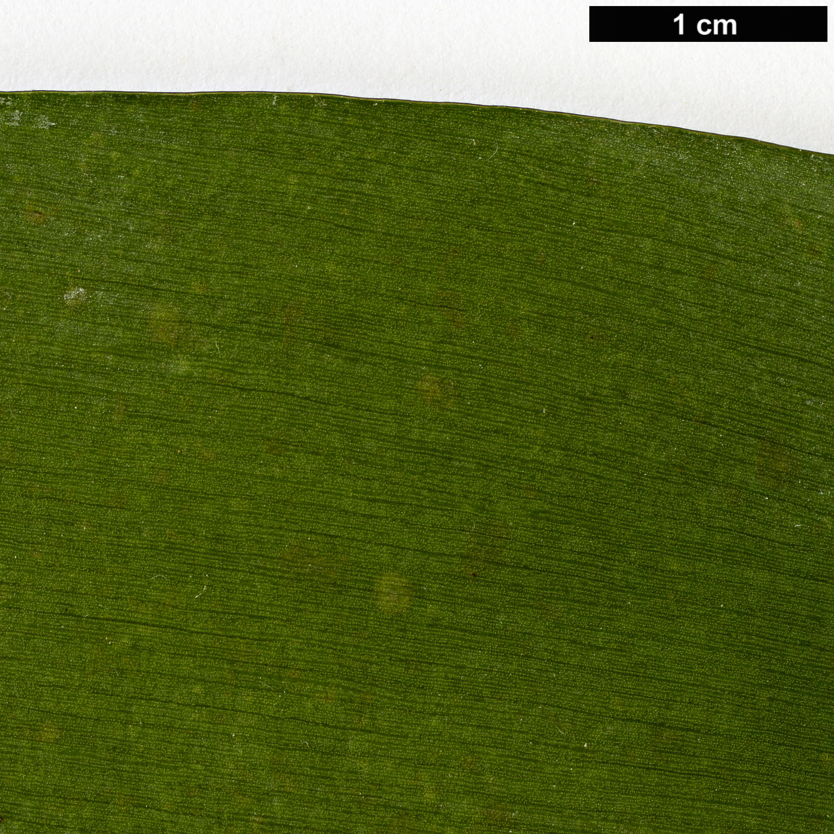 High resolution image: Family: Araucariaceae - Genus: Agathis - Taxon: dammara