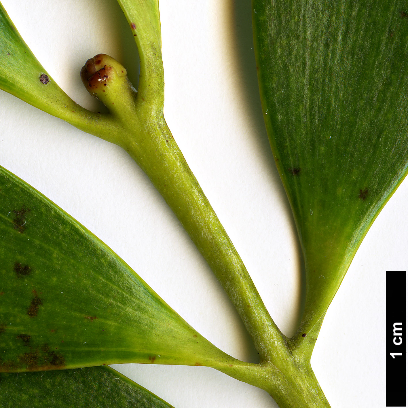 High resolution image: Family: Araucariaceae - Genus: Agathis - Taxon: lanceolata