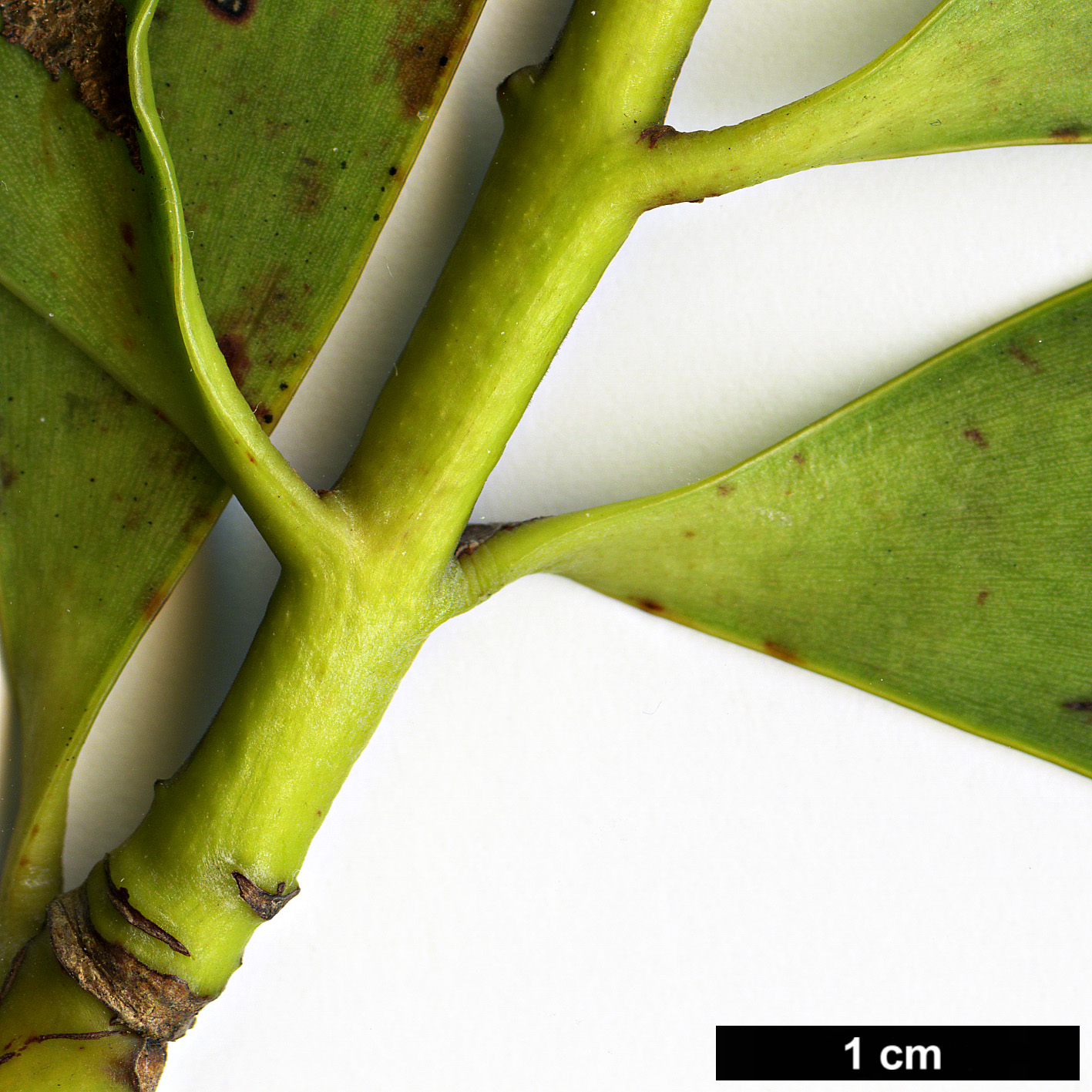 High resolution image: Family: Araucariaceae - Genus: Agathis - Taxon: lanceolata