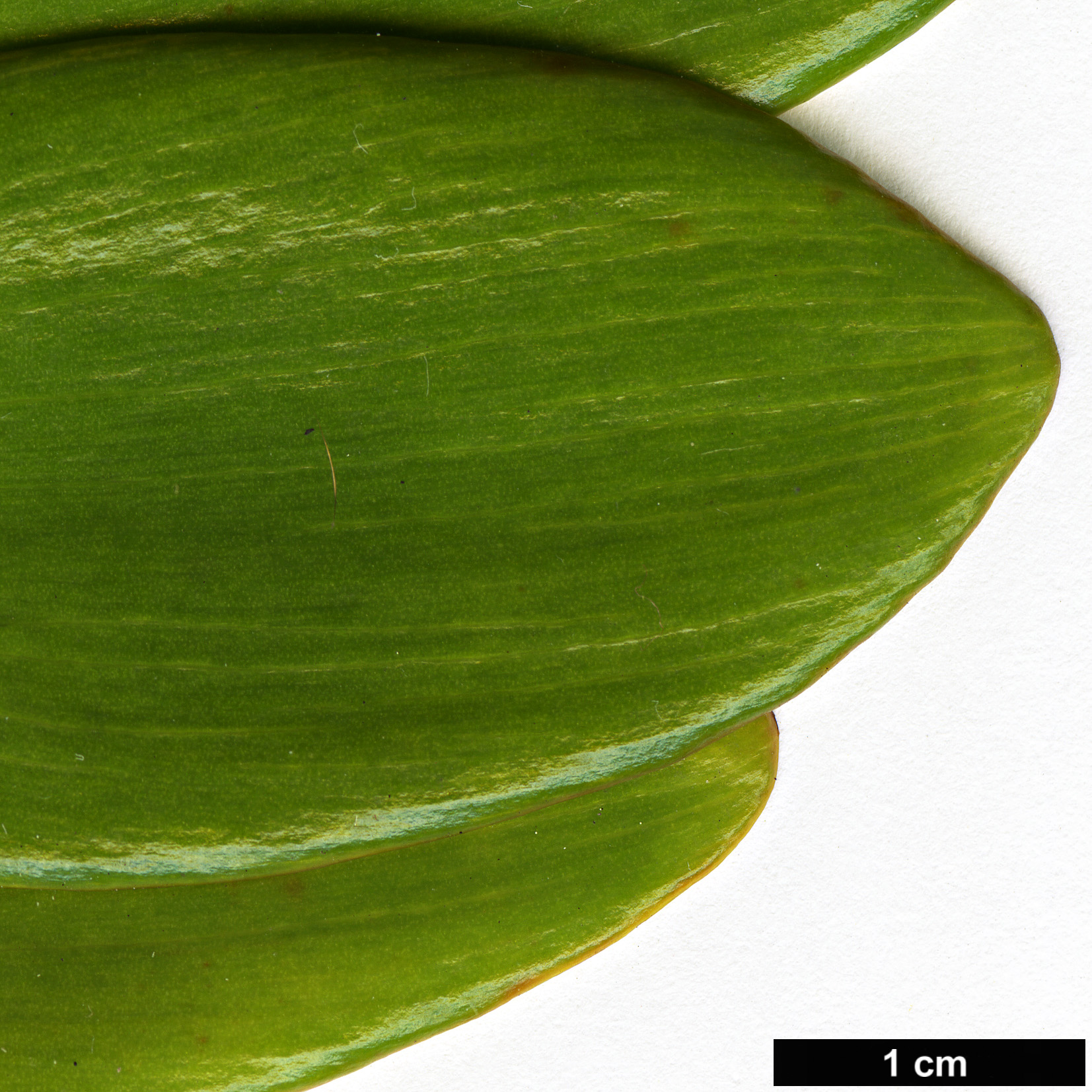 High resolution image: Family: Araucariaceae - Genus: Agathis - Taxon: philippinensis