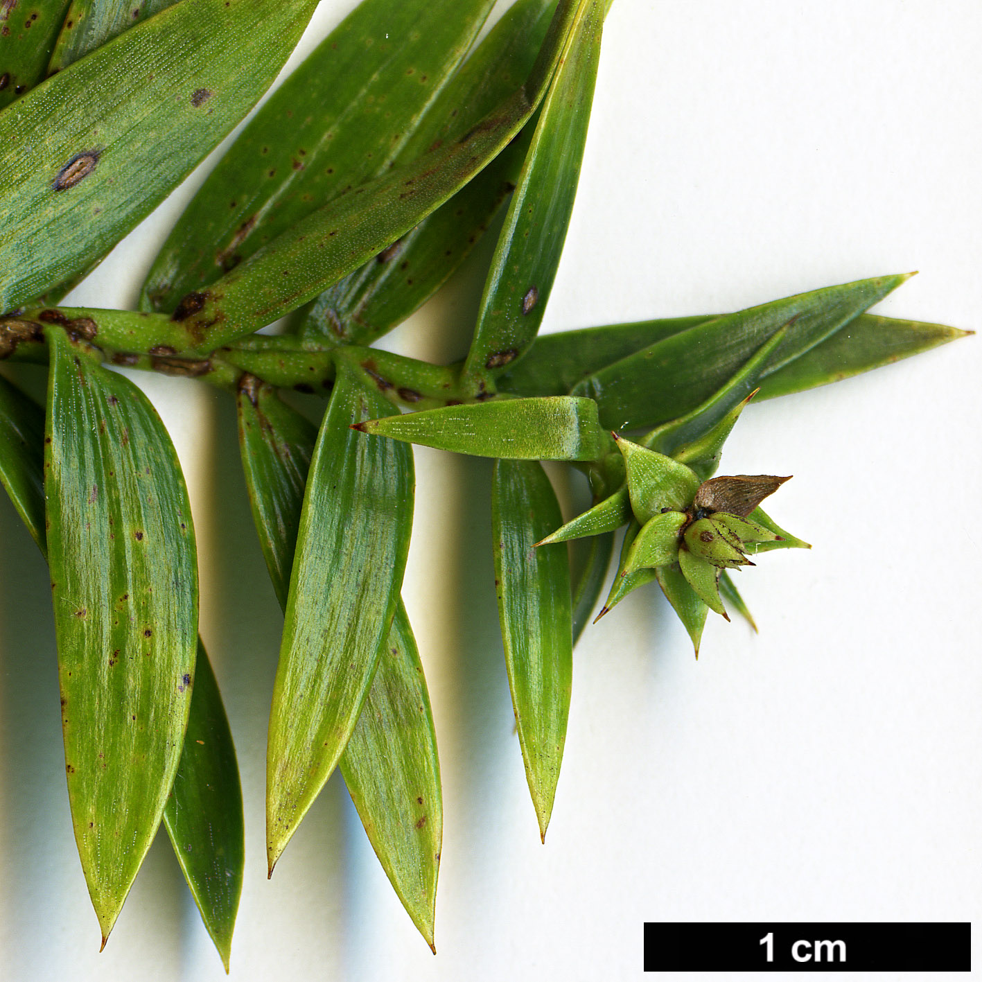 High resolution image: Family: Araucariaceae - Genus: Araucaria - Taxon: bidwillii