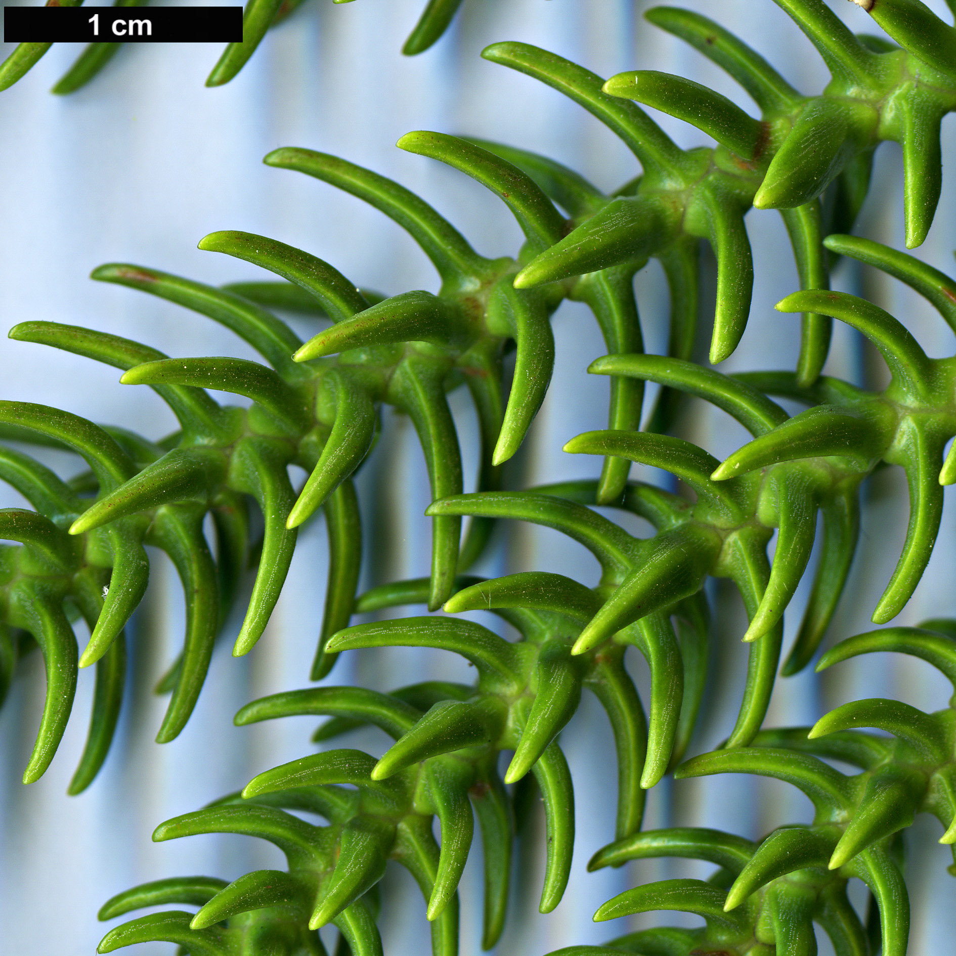 High resolution image: Family: Araucariaceae - Genus: Araucaria - Taxon: biramulata
