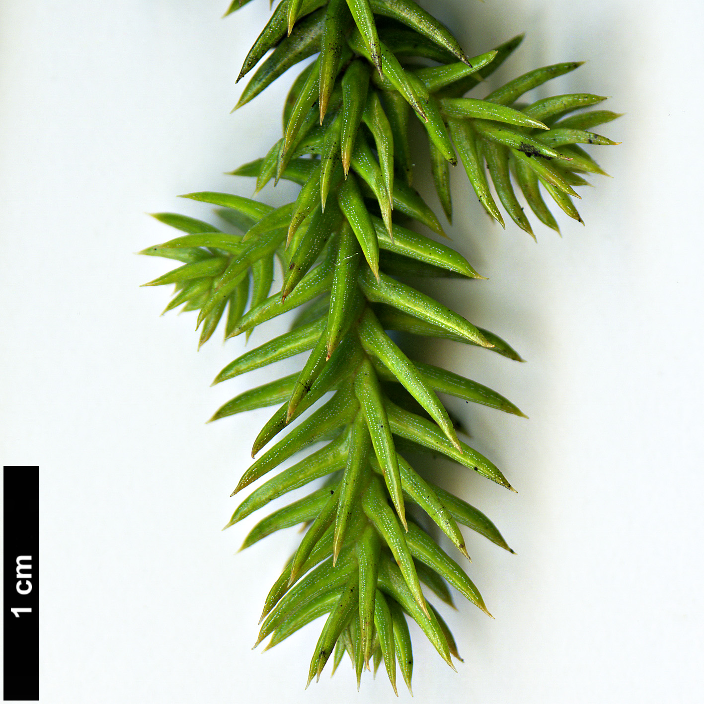 High resolution image: Family: Araucariaceae - Genus: Araucaria - Taxon: cunninghamii