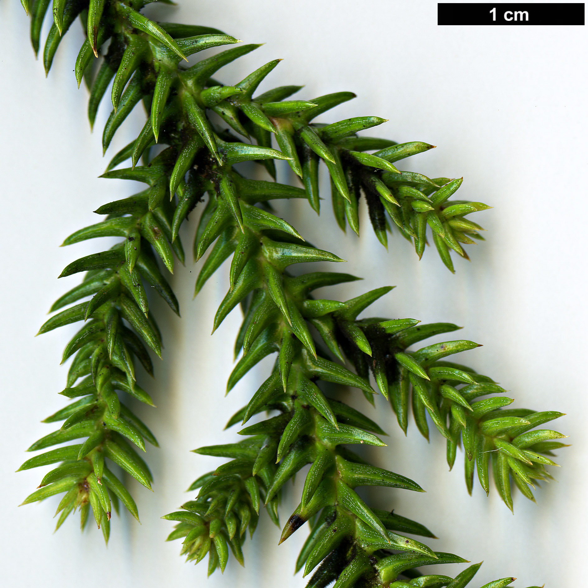 High resolution image: Family: Araucariaceae - Genus: Araucaria - Taxon: cunninghamii