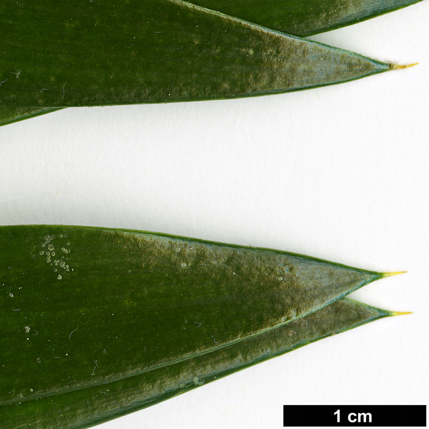 High resolution image: Family: Araucariaceae - Genus: Araucaria - Taxon: hunsteinii