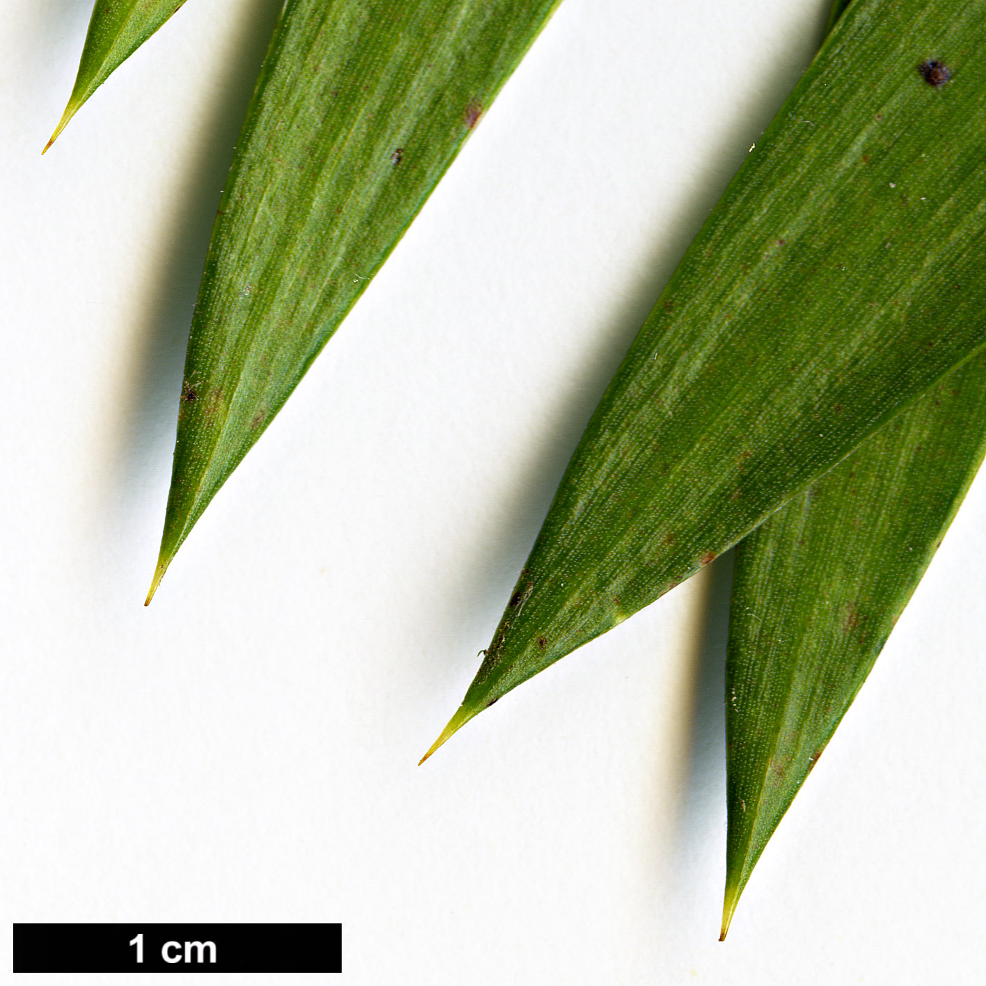High resolution image: Family: Araucariaceae - Genus: Araucaria - Taxon: hunsteinii