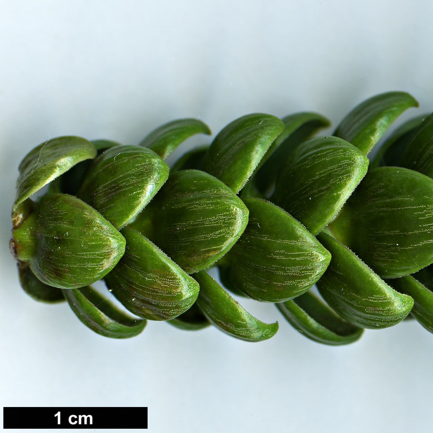 High resolution image: Family: Araucariaceae - Genus: Araucaria - Taxon: laubenfelsii