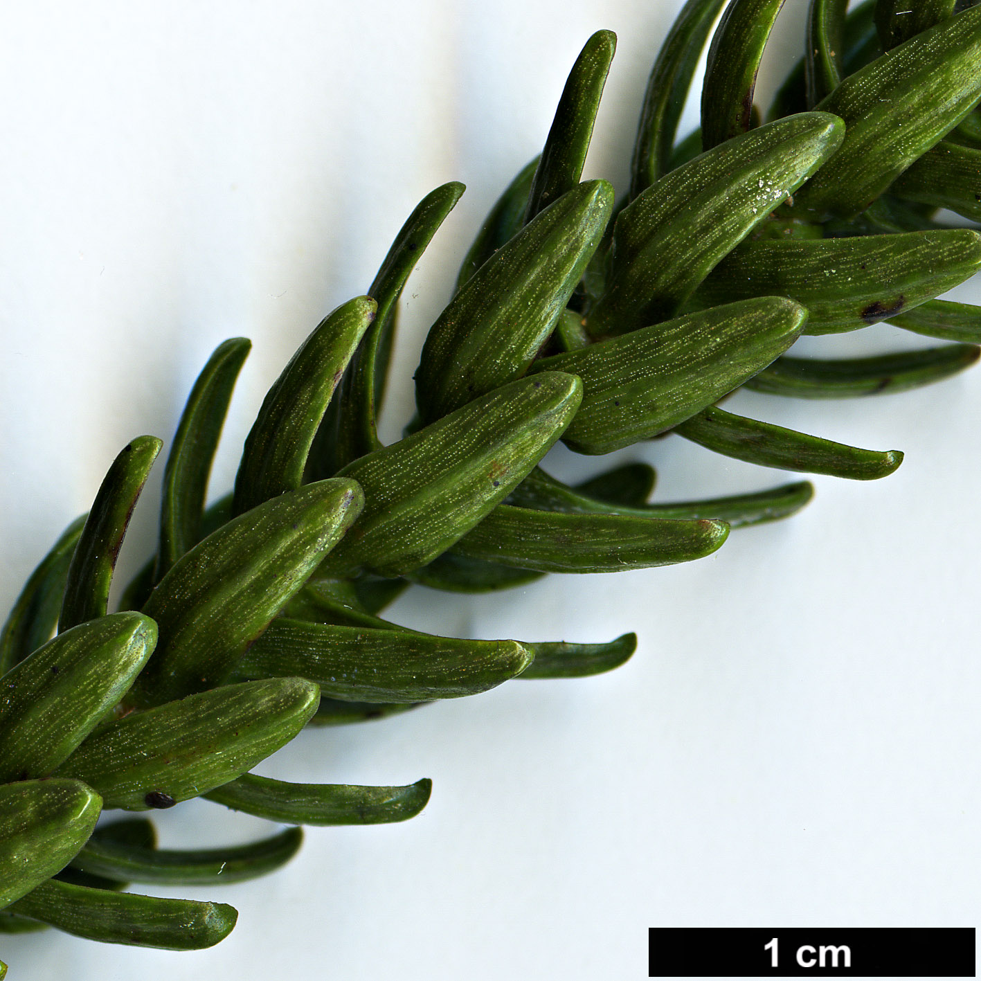 High resolution image: Family: Araucariaceae - Genus: Araucaria - Taxon: luxurians