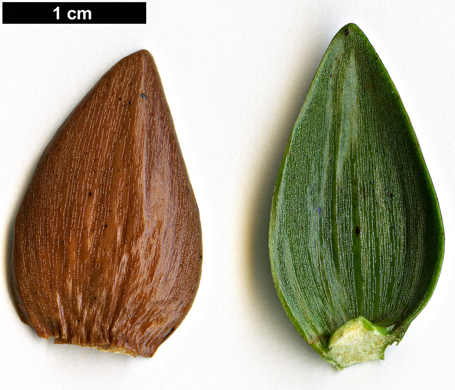 High resolution image: Family: Araucariaceae - Genus: Araucaria - Taxon: muelleri
