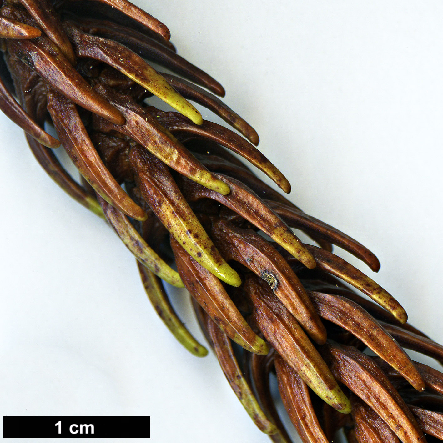 High resolution image: Family: Araucariaceae - Genus: Araucaria - Taxon: nemorosa
