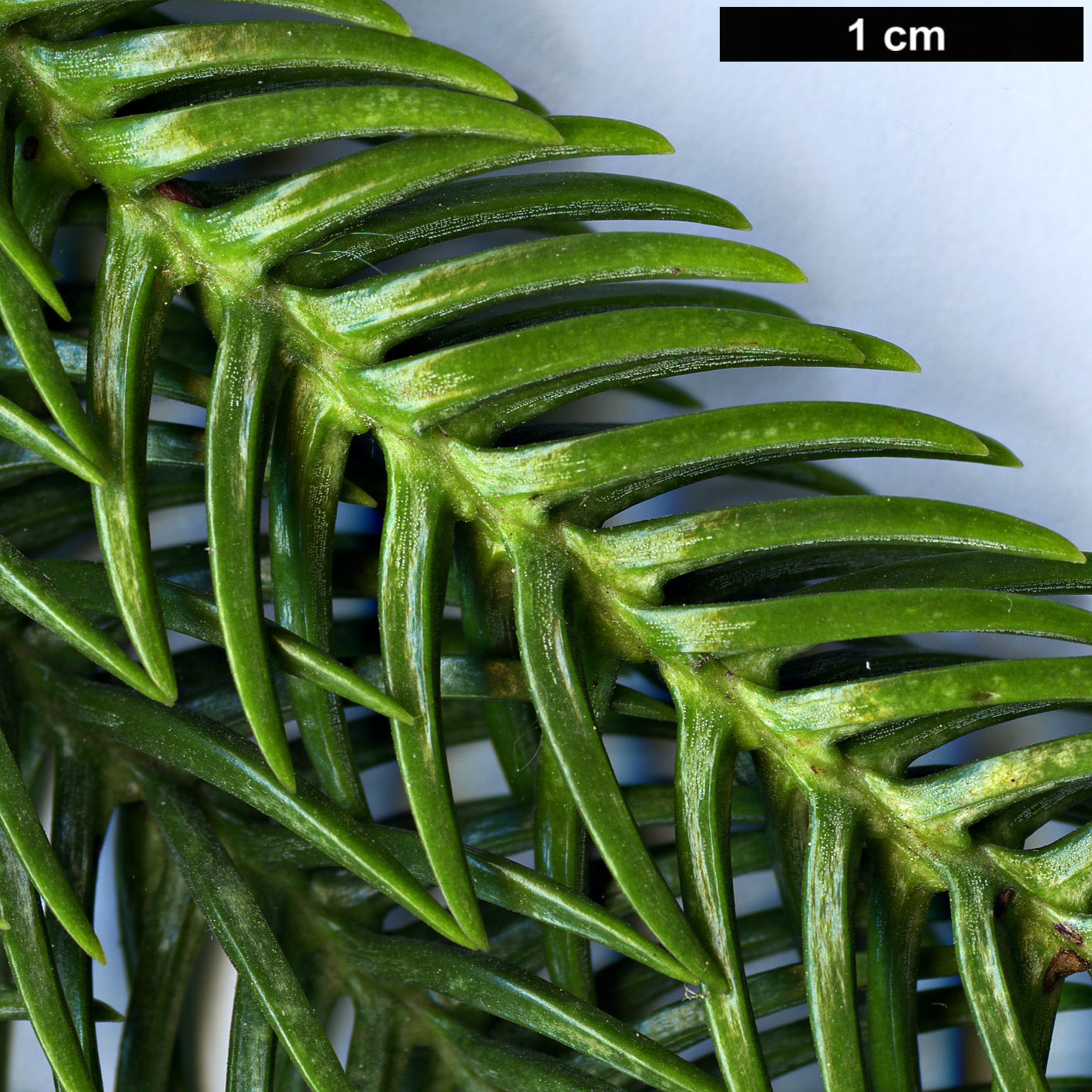 High resolution image: Family: Araucariaceae - Genus: Araucaria - Taxon: schmidii