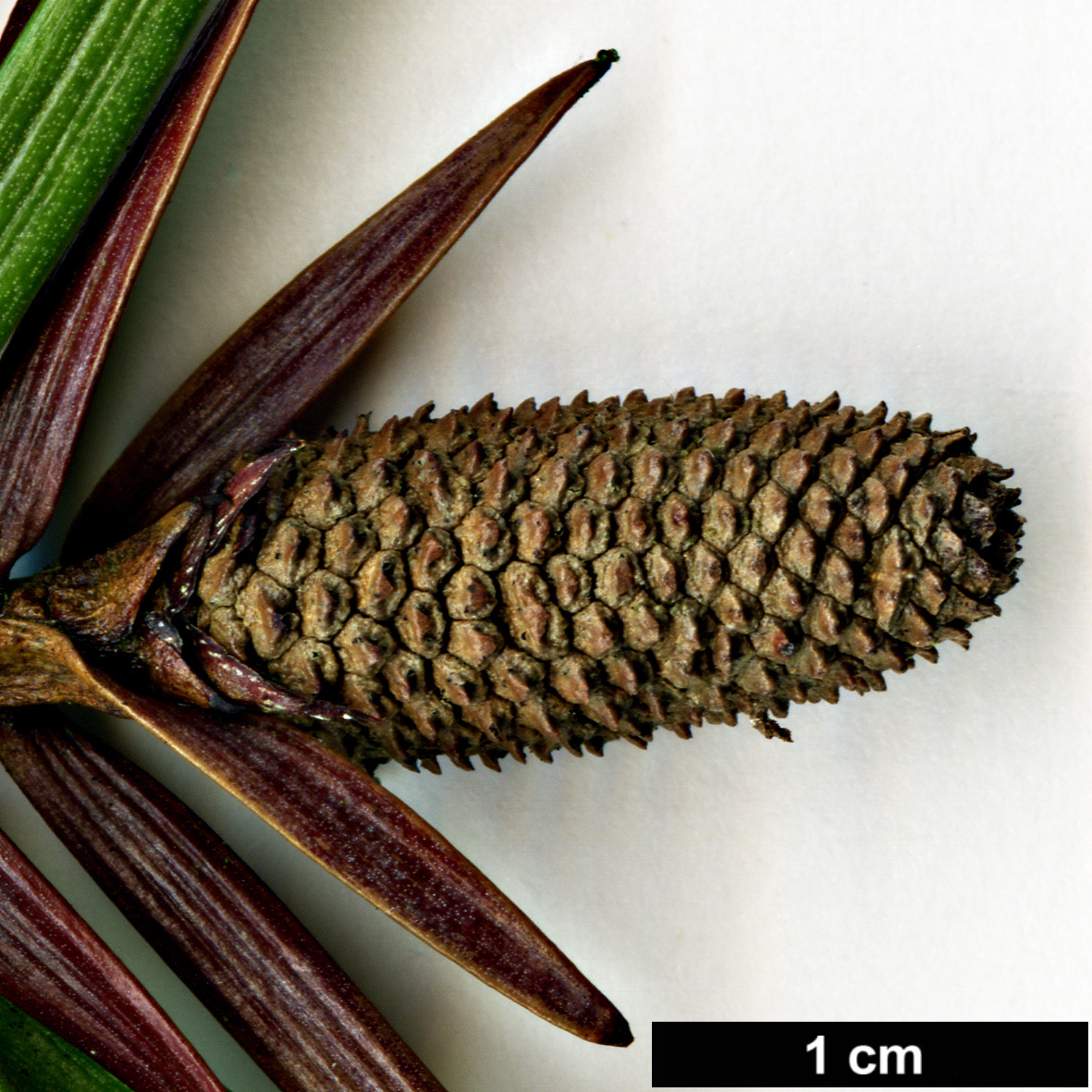 High resolution image: Family: Araucariaceae - Genus: Wollemia - Taxon: nobilis
