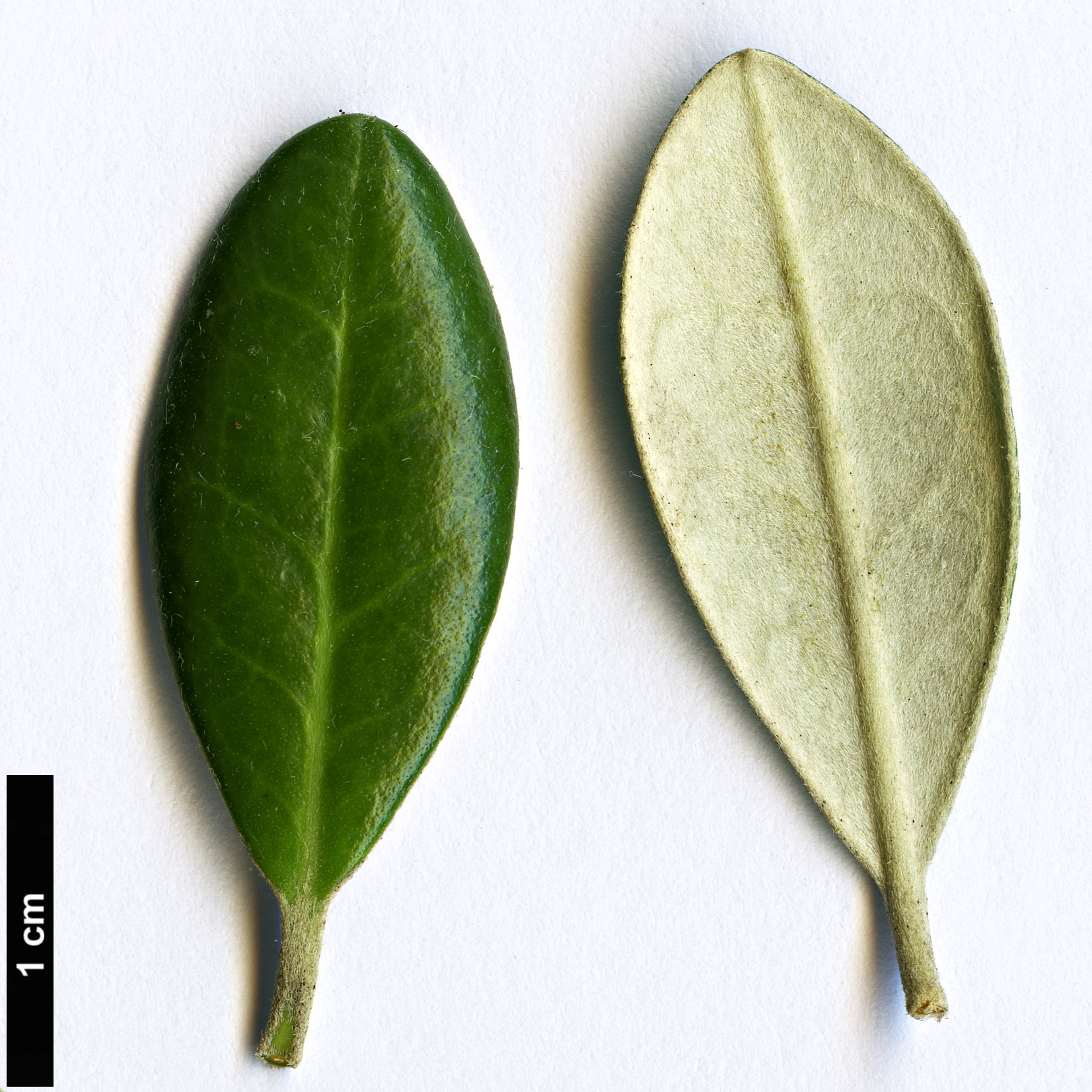 High resolution image: Family: Argophyllaceae - Genus: Corokia - Taxon: macrocarpa
