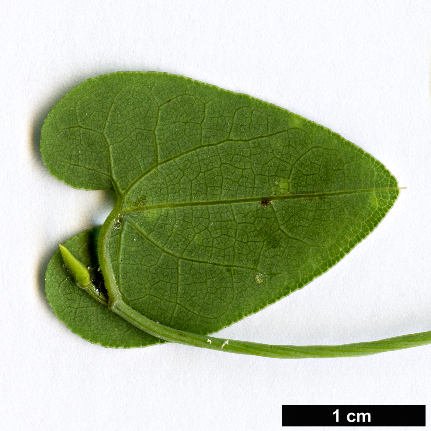 High resolution image: Family: Aristolochiaceae - Genus: Aristolochia - Taxon: baetica