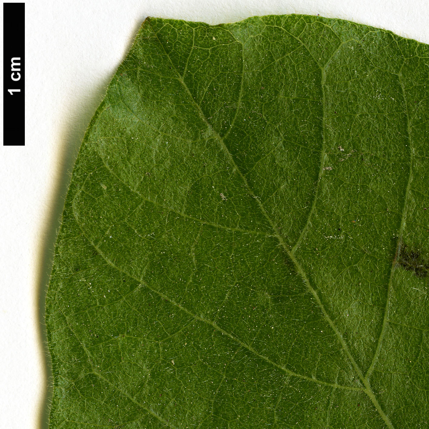 High resolution image: Family: Aristolochiaceae - Genus: Aristolochia - Taxon: californica