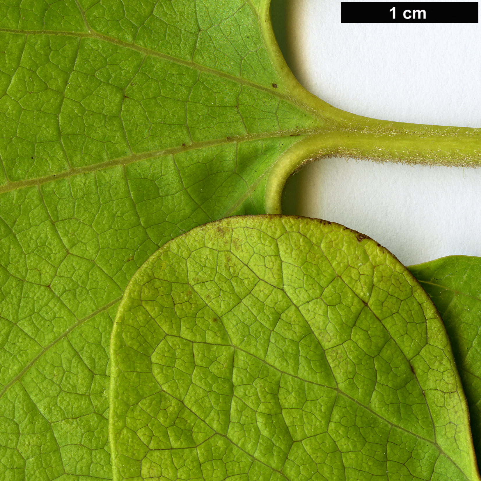 High resolution image: Family: Aristolochiaceae - Genus: Aristolochia - Taxon: kaempferi