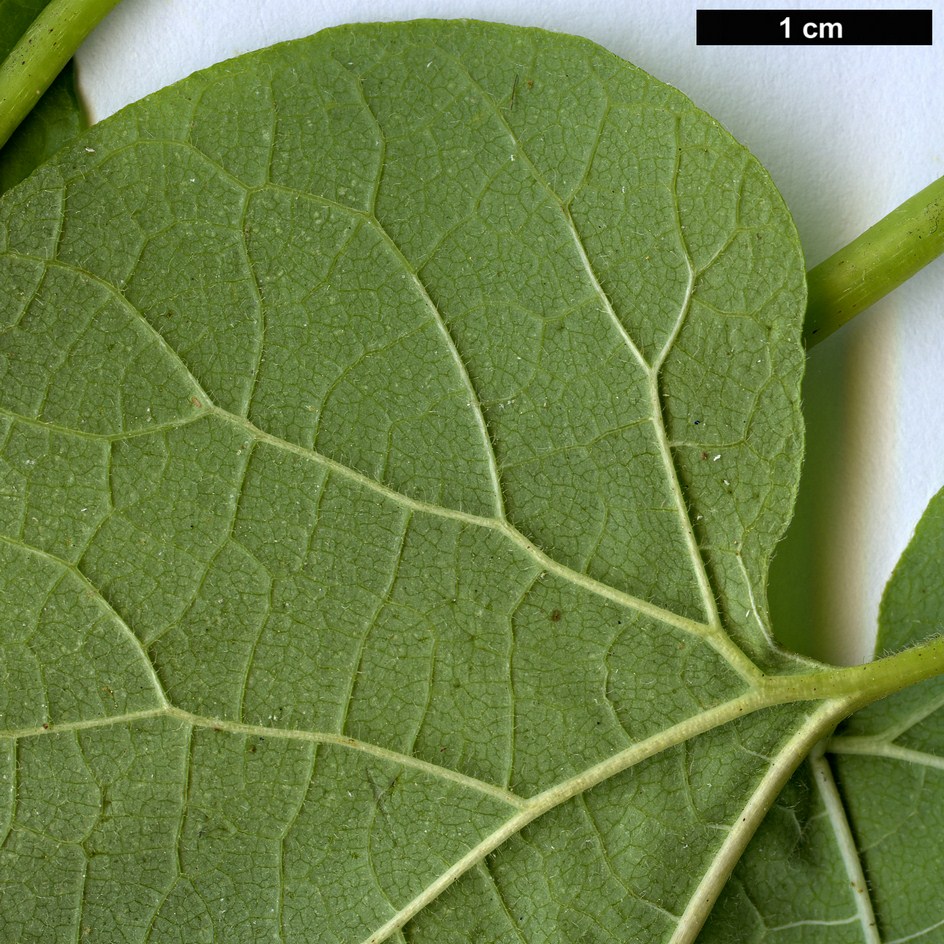 High resolution image: Family: Aristolochiaceae - Genus: Aristolochia - Taxon: macrophylla