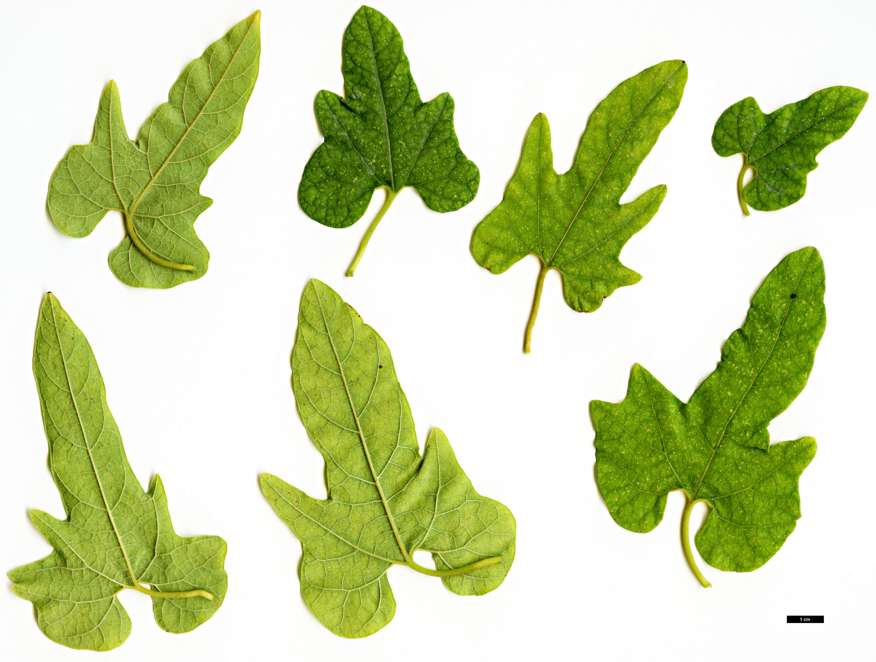 High resolution image: Family: Aristolochiaceae - Genus: Aristolochia - Taxon: tanzawana