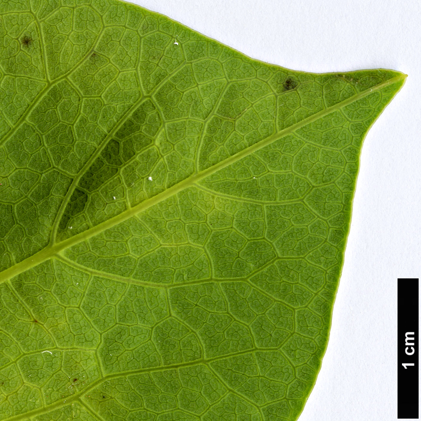 High resolution image: Family: Aristolochiaceae - Genus: Aristolochia - Taxon: zollingeriana
