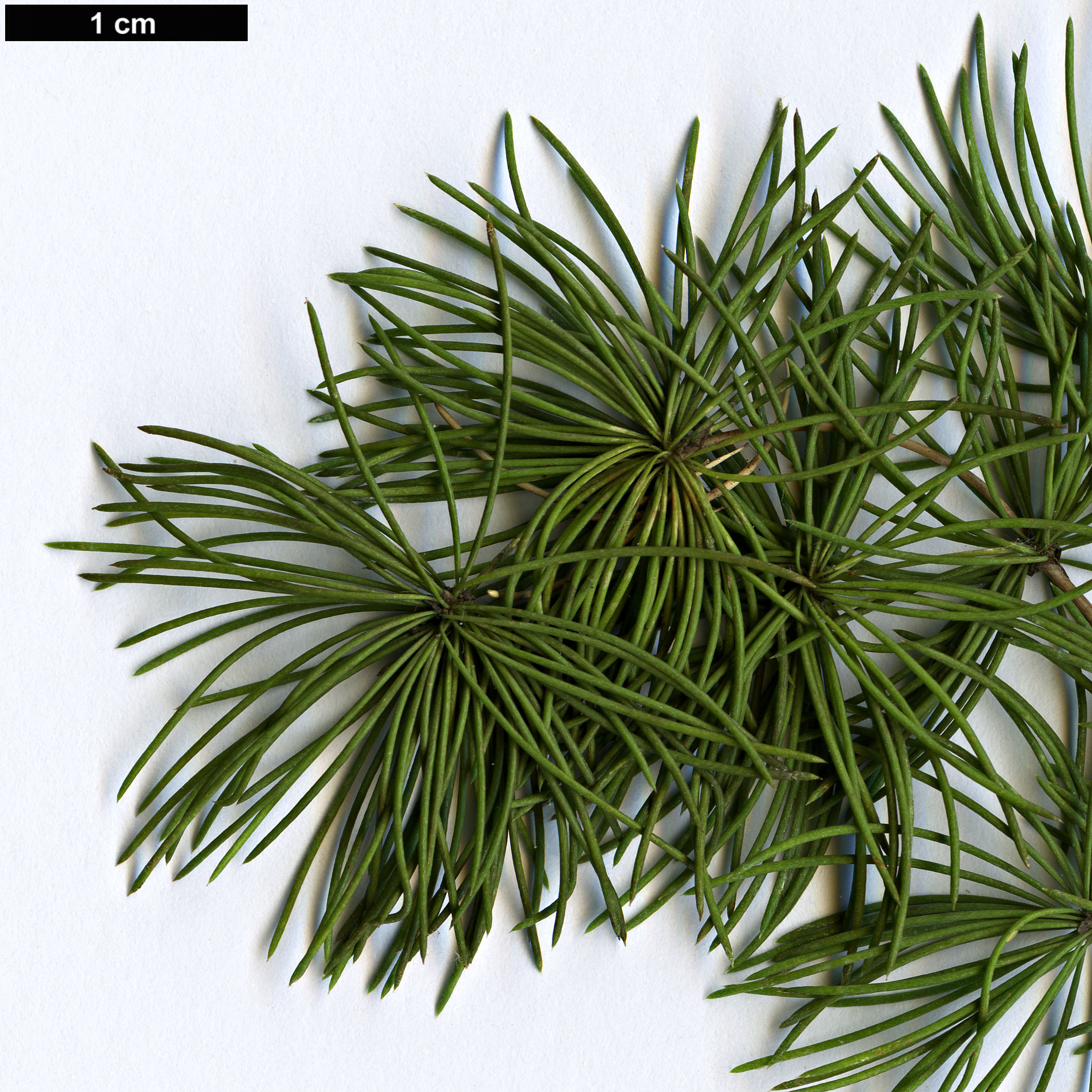 High resolution image: Family: Asparagaceae - Genus: Asparagus - Taxon: retrofractus
