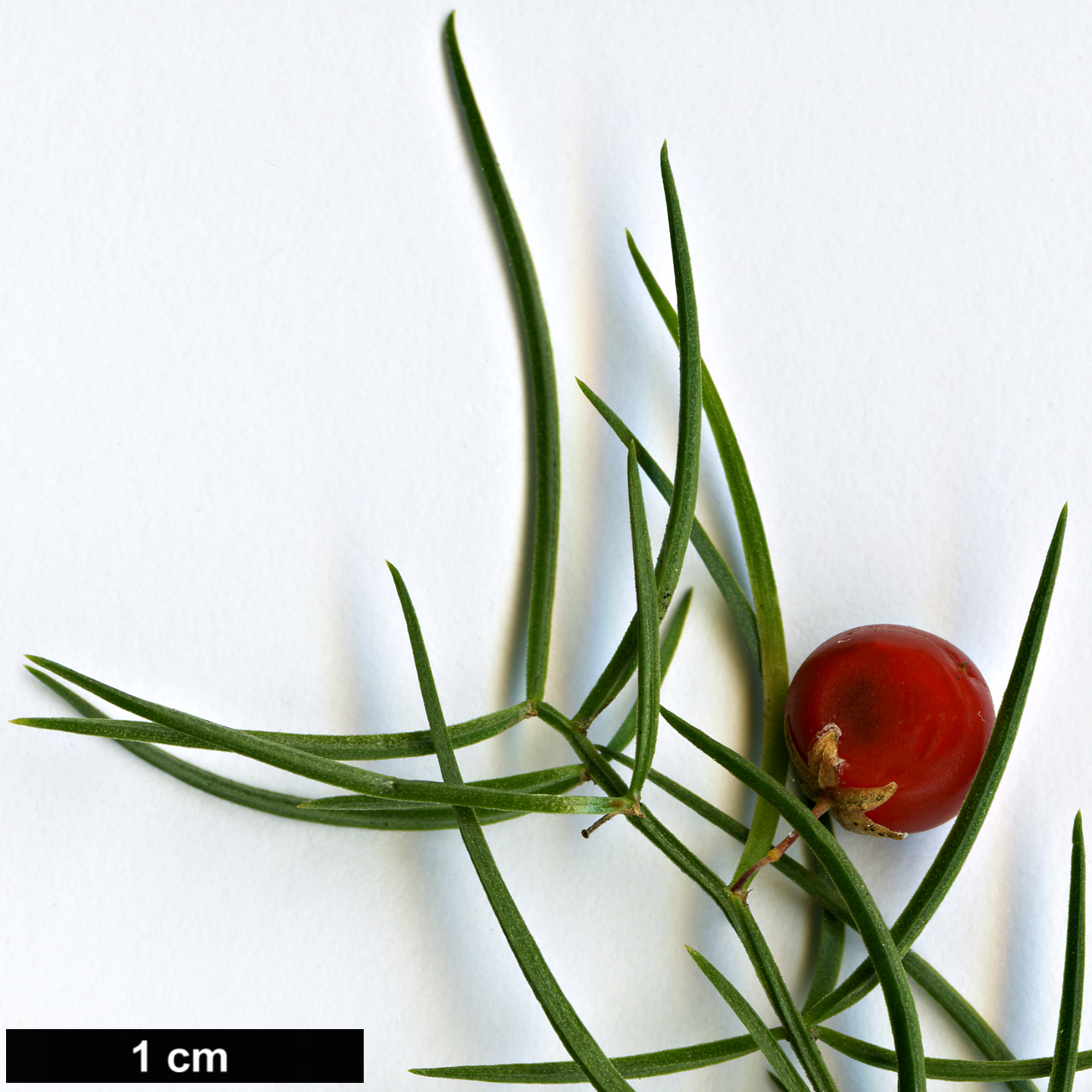 High resolution image: Family: Asparagaceae - Genus: Asparagus - Taxon: verticillatus