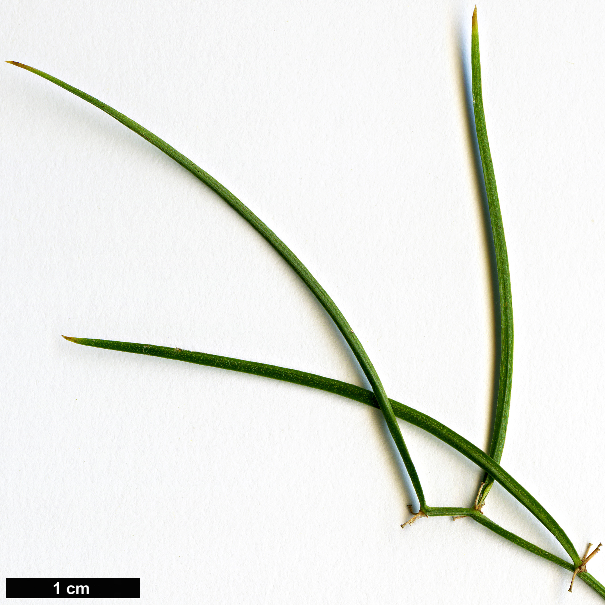 High resolution image: Family: Asparagaceae - Genus: Asparagus - Taxon: verticillatus