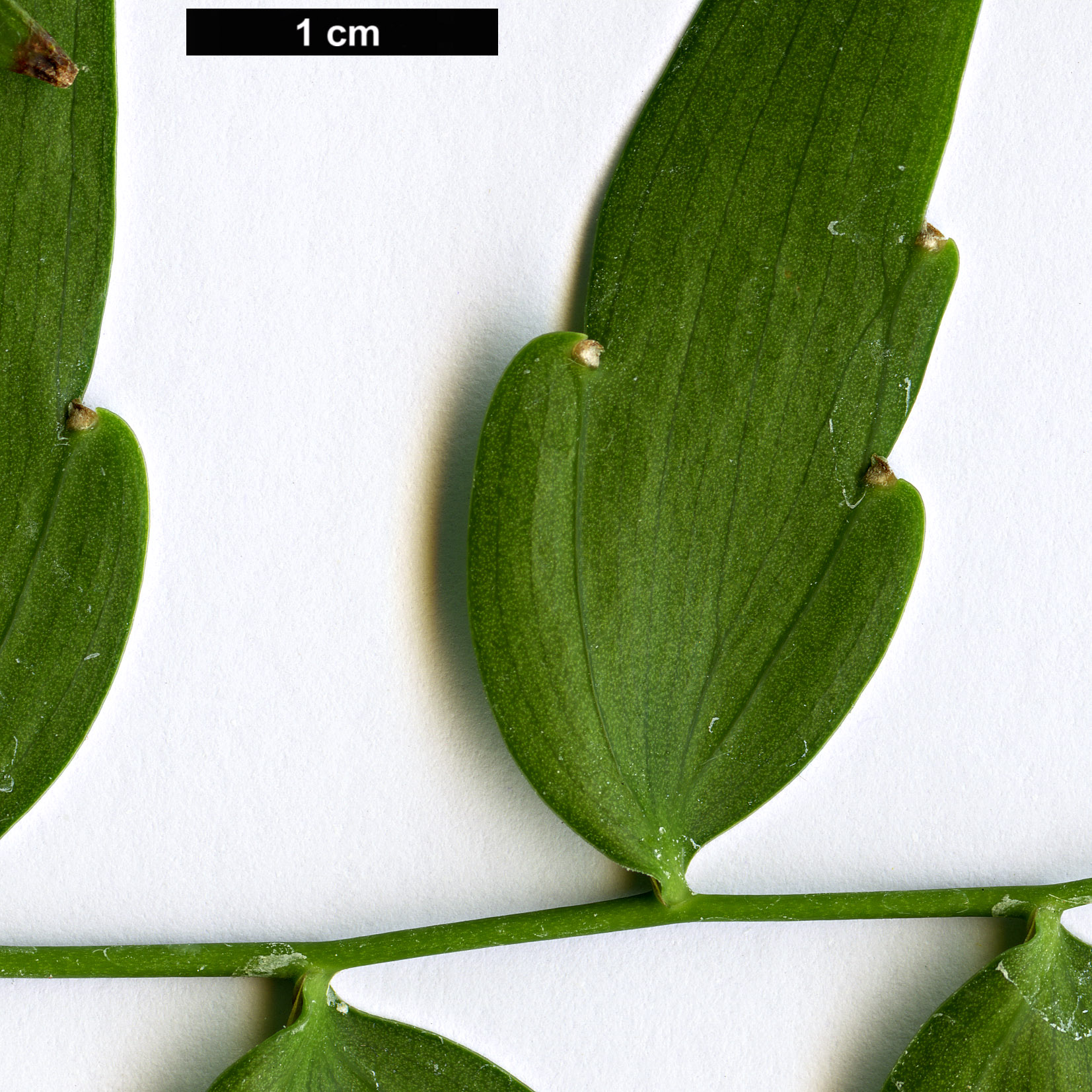 High resolution image: Family: Asparagaceae - Genus: Semele - Taxon: androgyna