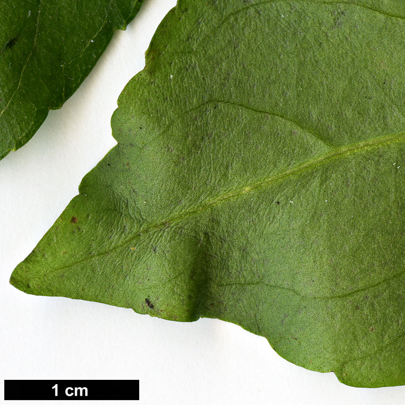 High resolution image: Family: Asteraceae - Genus: Ageratina - Taxon: ligustrina