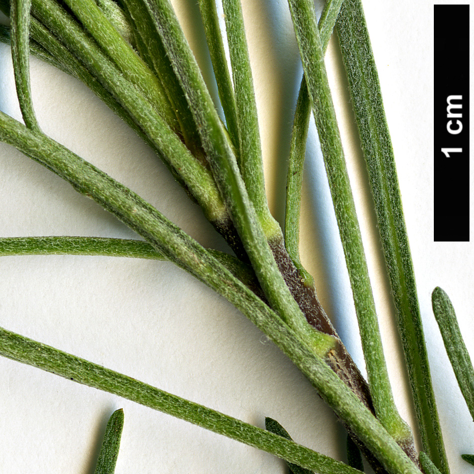 High resolution image: Family: Asteraceae - Genus: Artemisia - Taxon: abrotanum